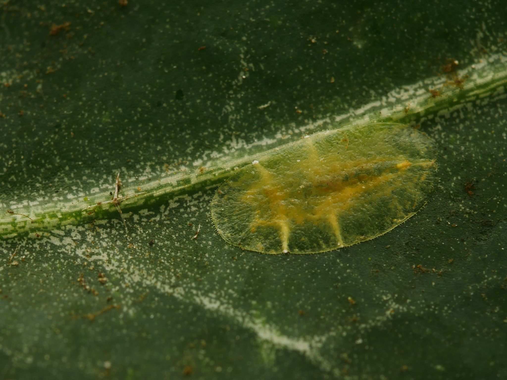 Lichtensia