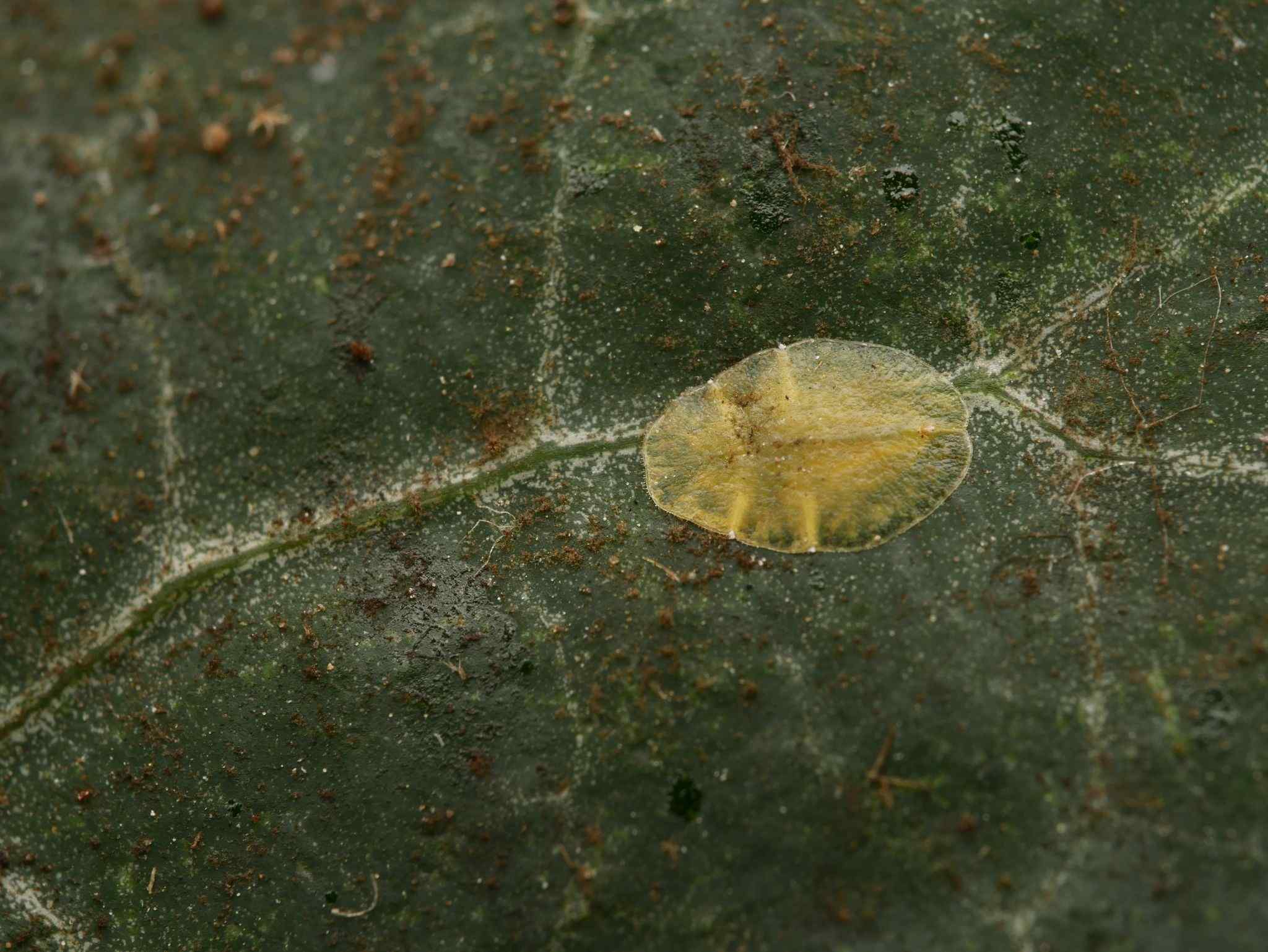 Lichtensia