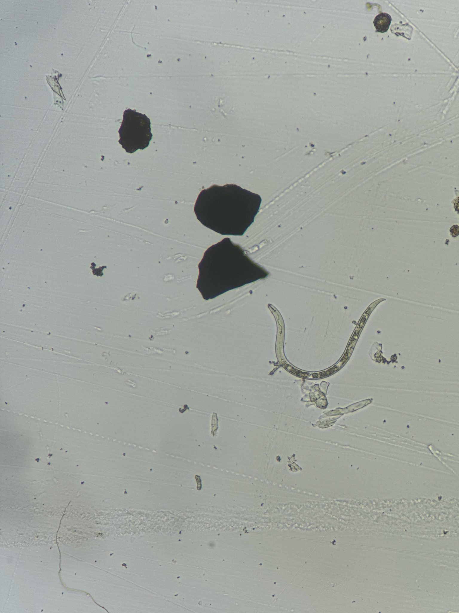 Rotylenchulus reniformis