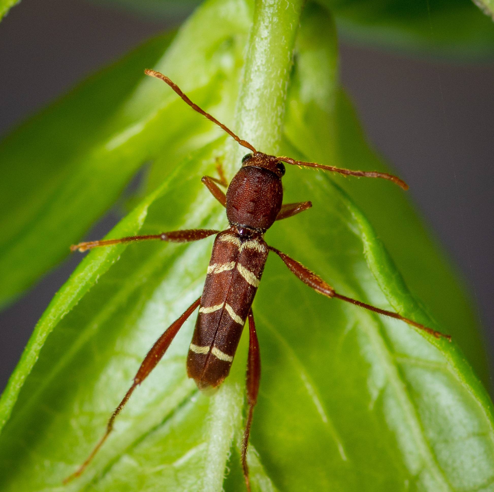 Neoclytus acuminatus