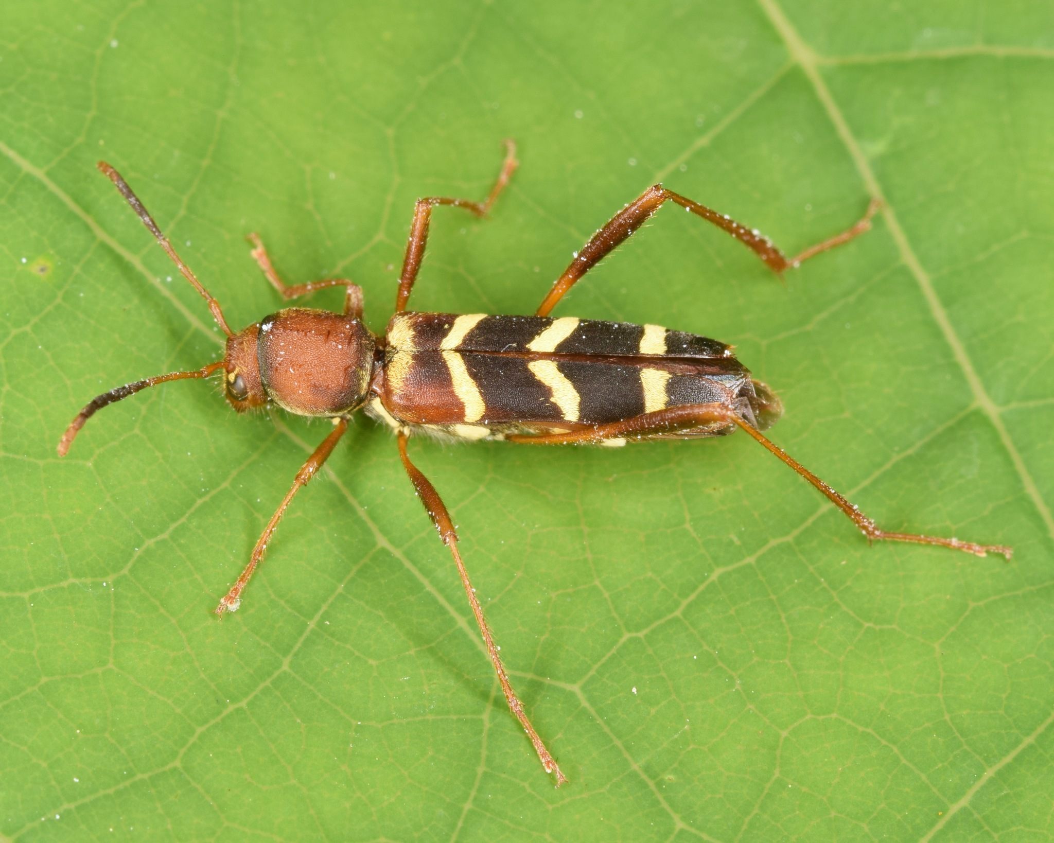 Neoclytus acuminatus