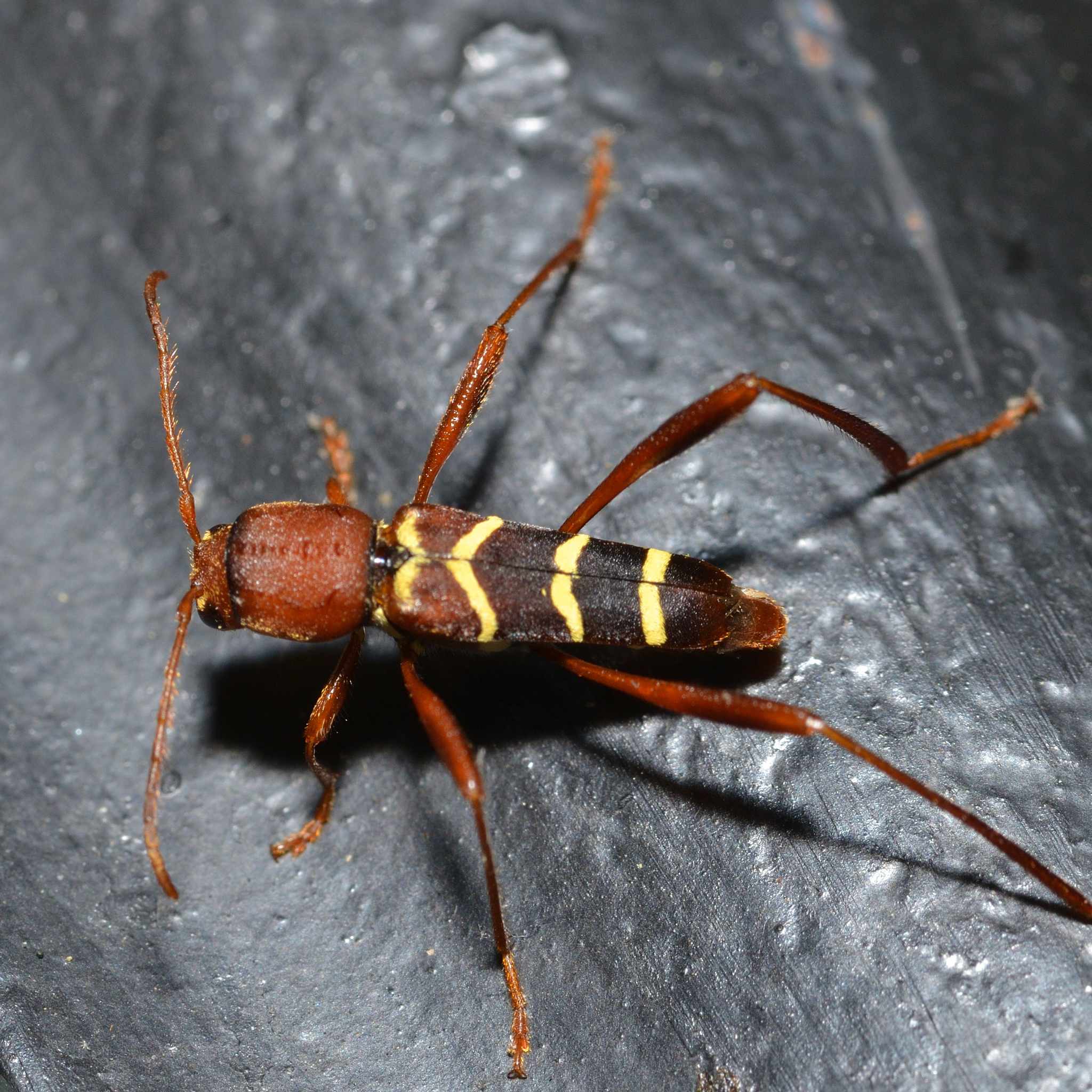 Neoclytus acuminatus
