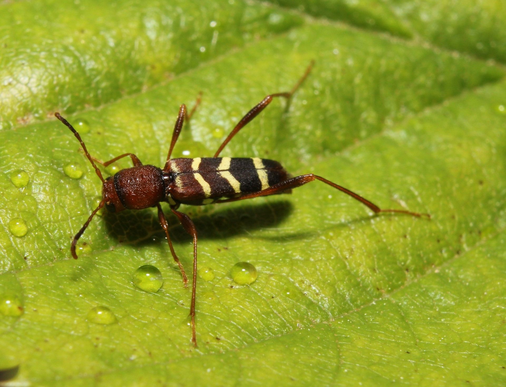 Neoclytus acuminatus