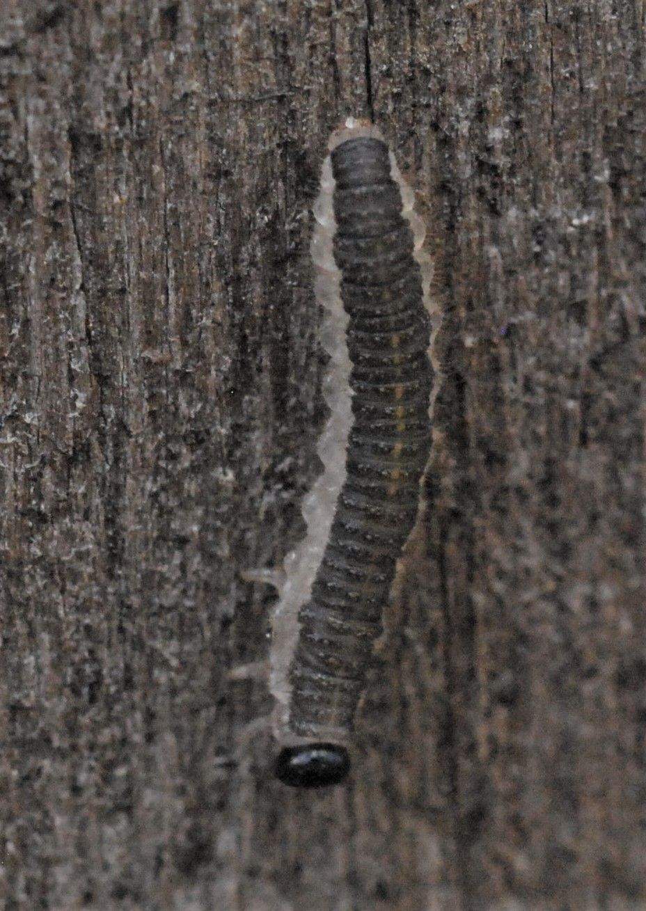 Priophorus