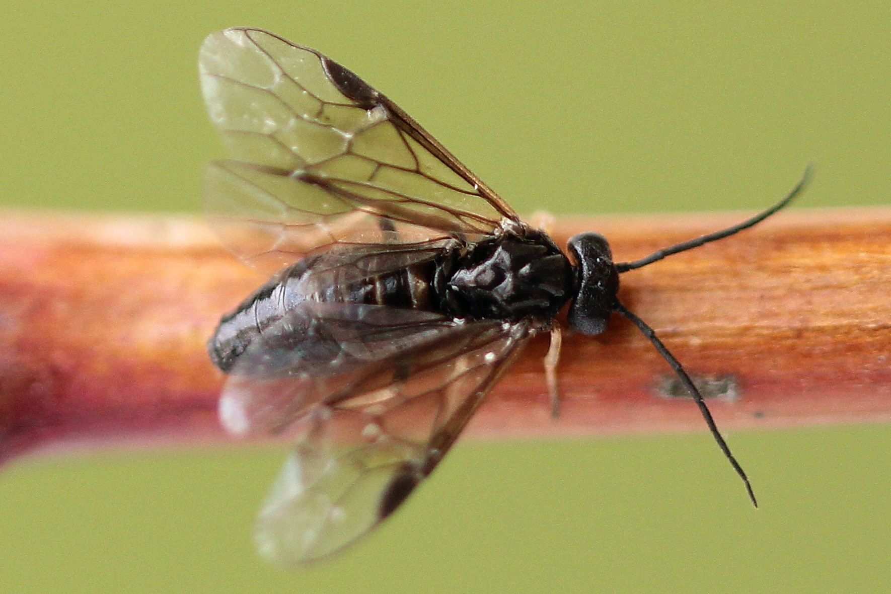 Priophorus