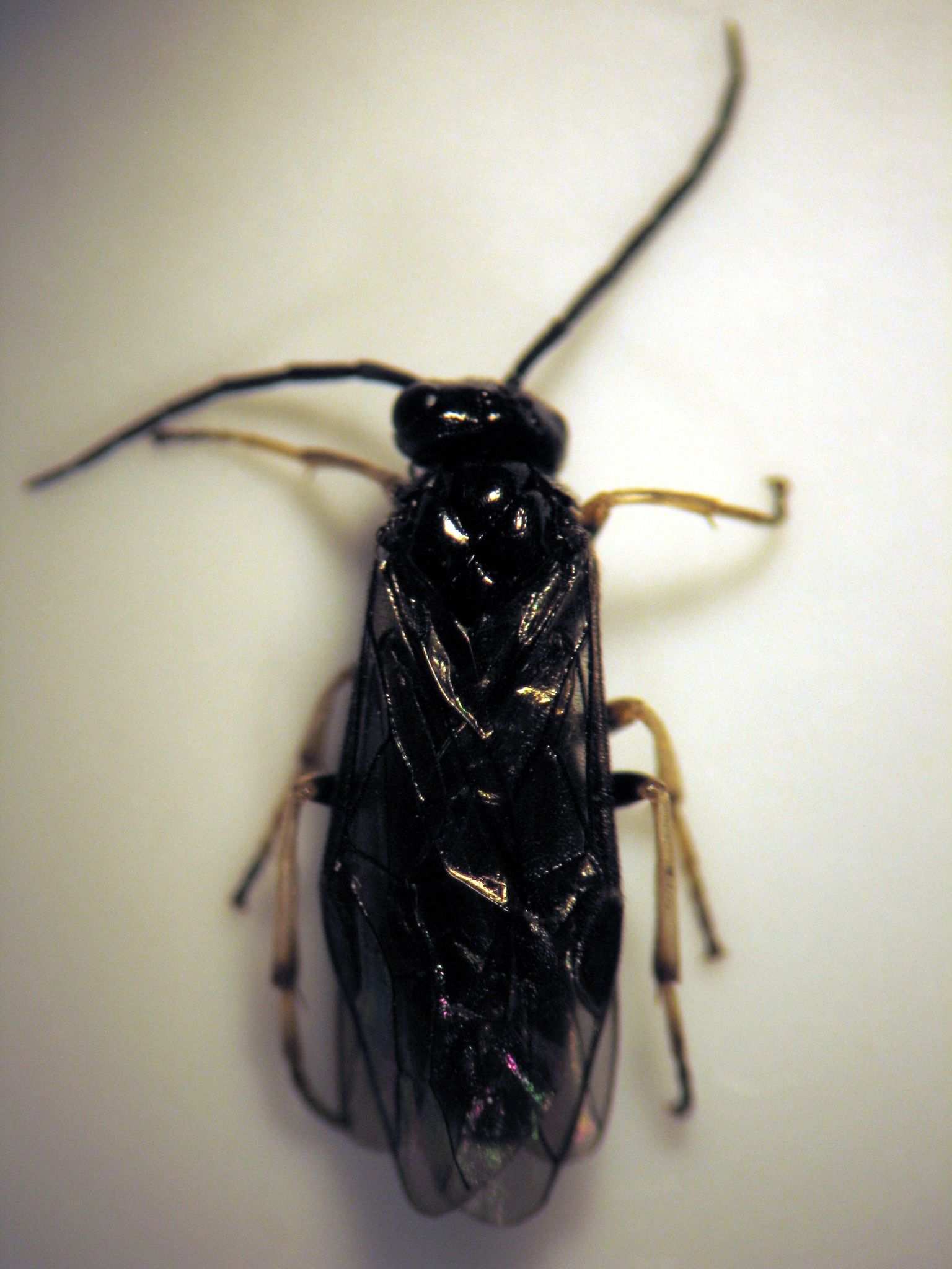 Priophorus