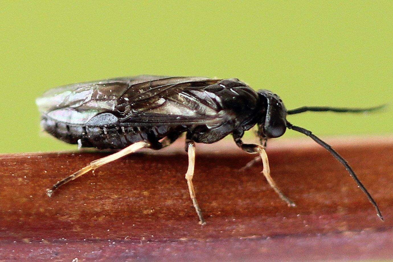 Priophorus