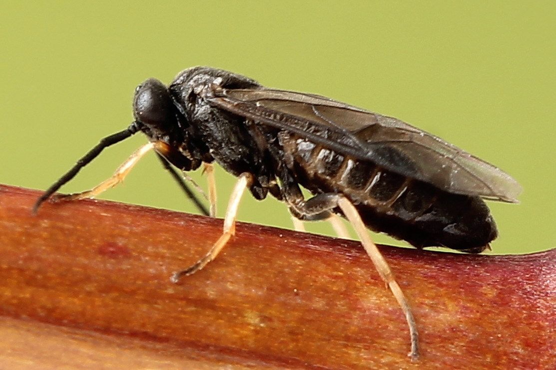 Priophorus