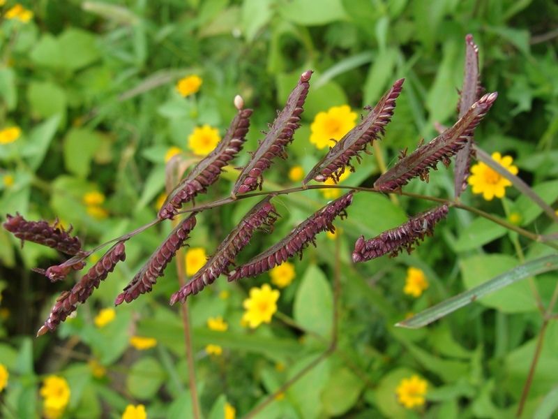 Paspalum denticulatum