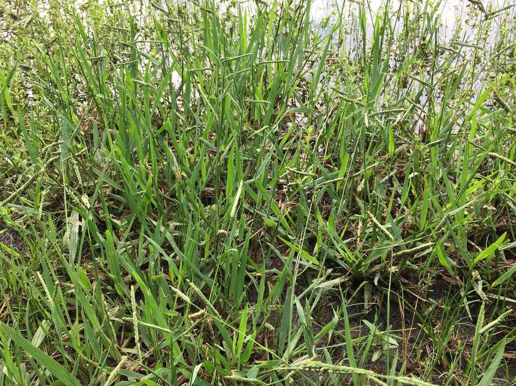 Paspalum denticulatum