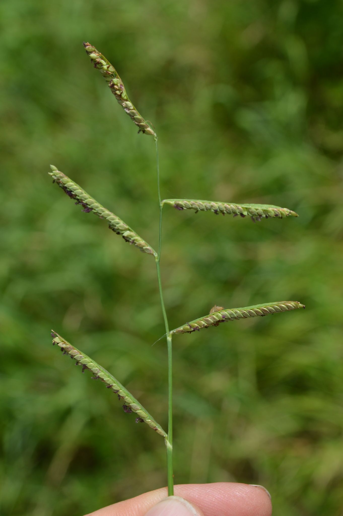 Paspalum denticulatum