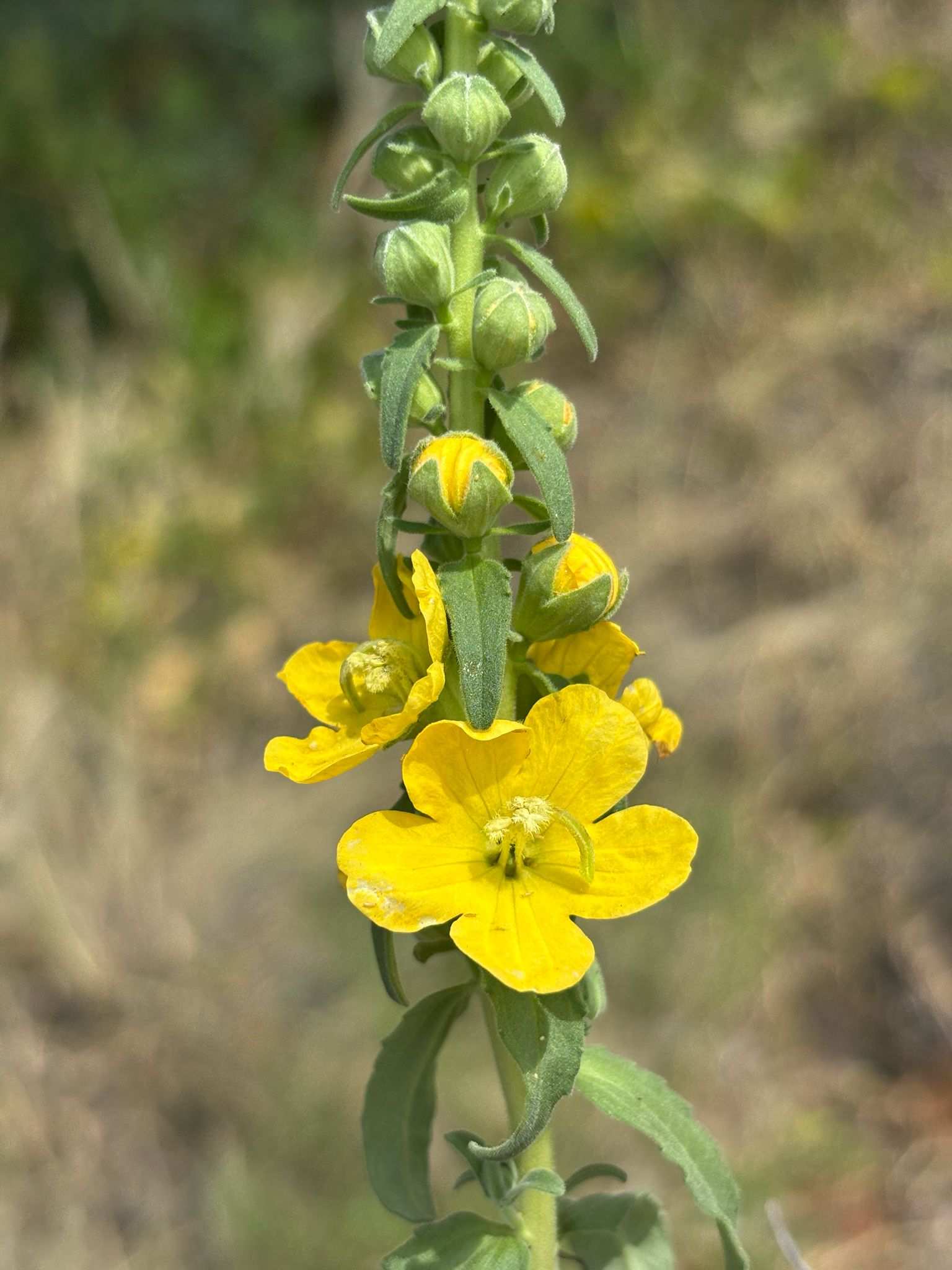 Alectra vogelii