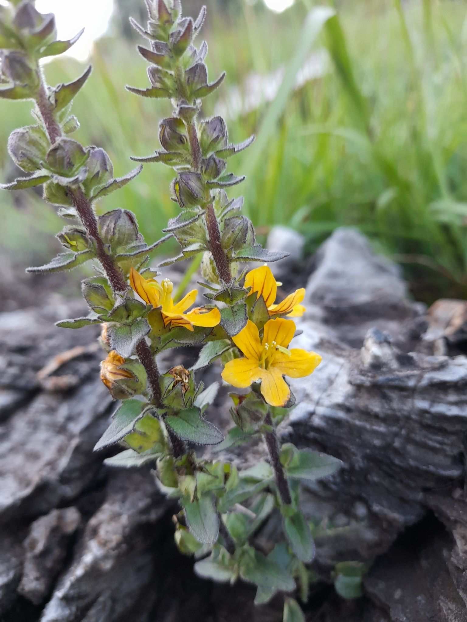 Alectra vogelii