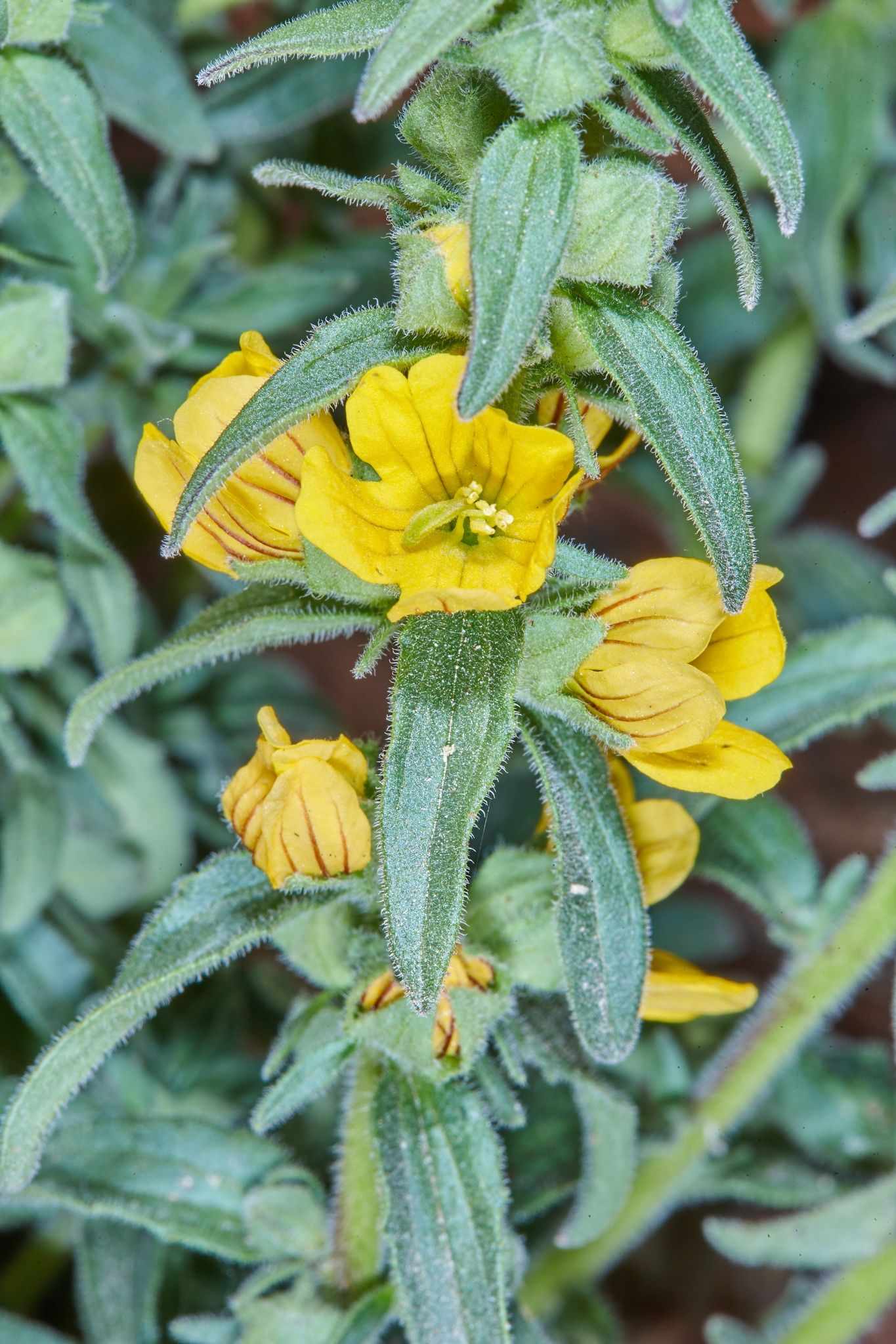 Alectra vogelii