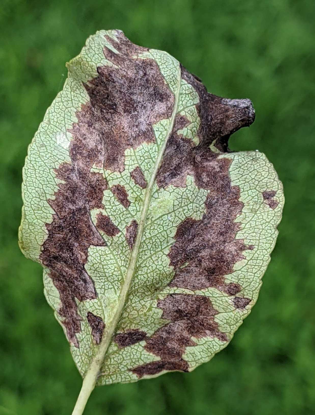 Eriophyes pyri