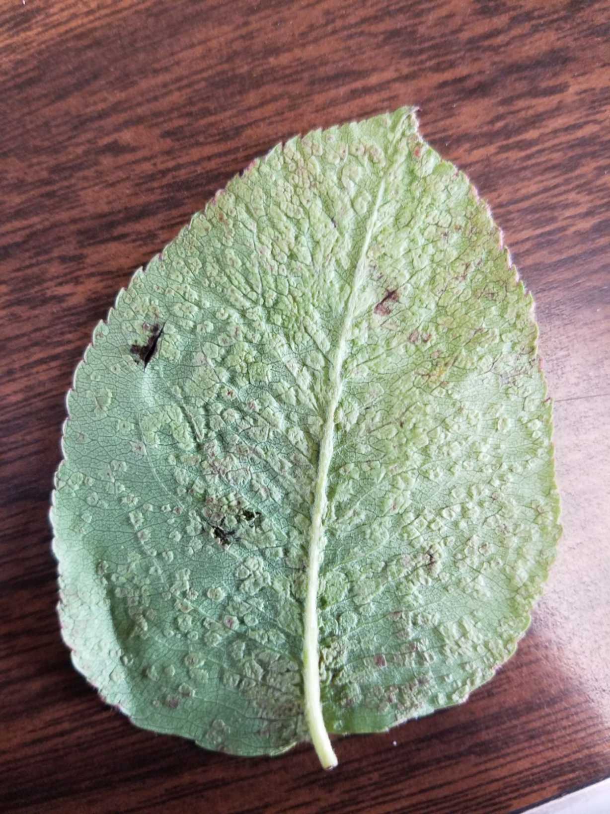 Eriophyes pyri