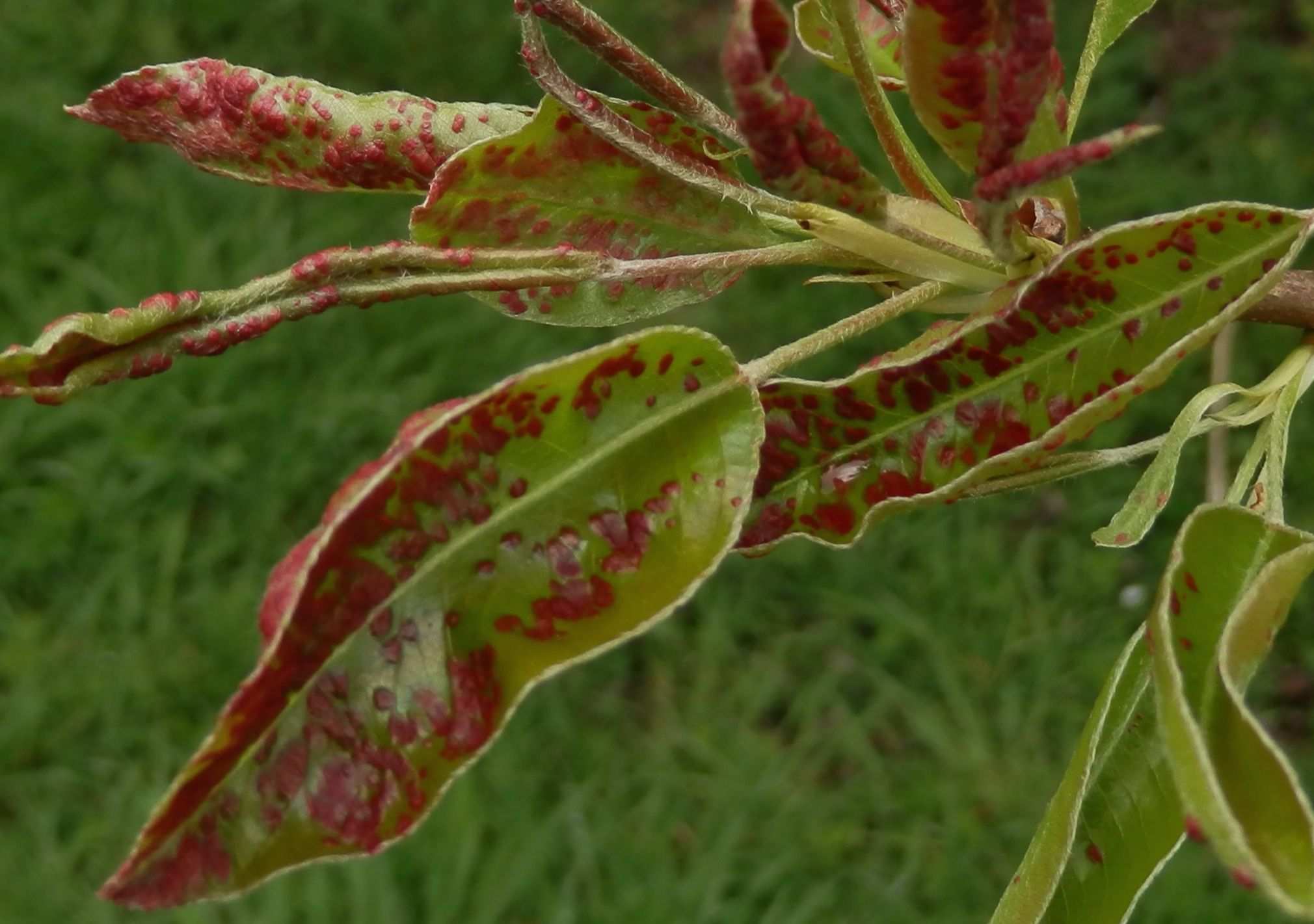 Eriophyes pyri