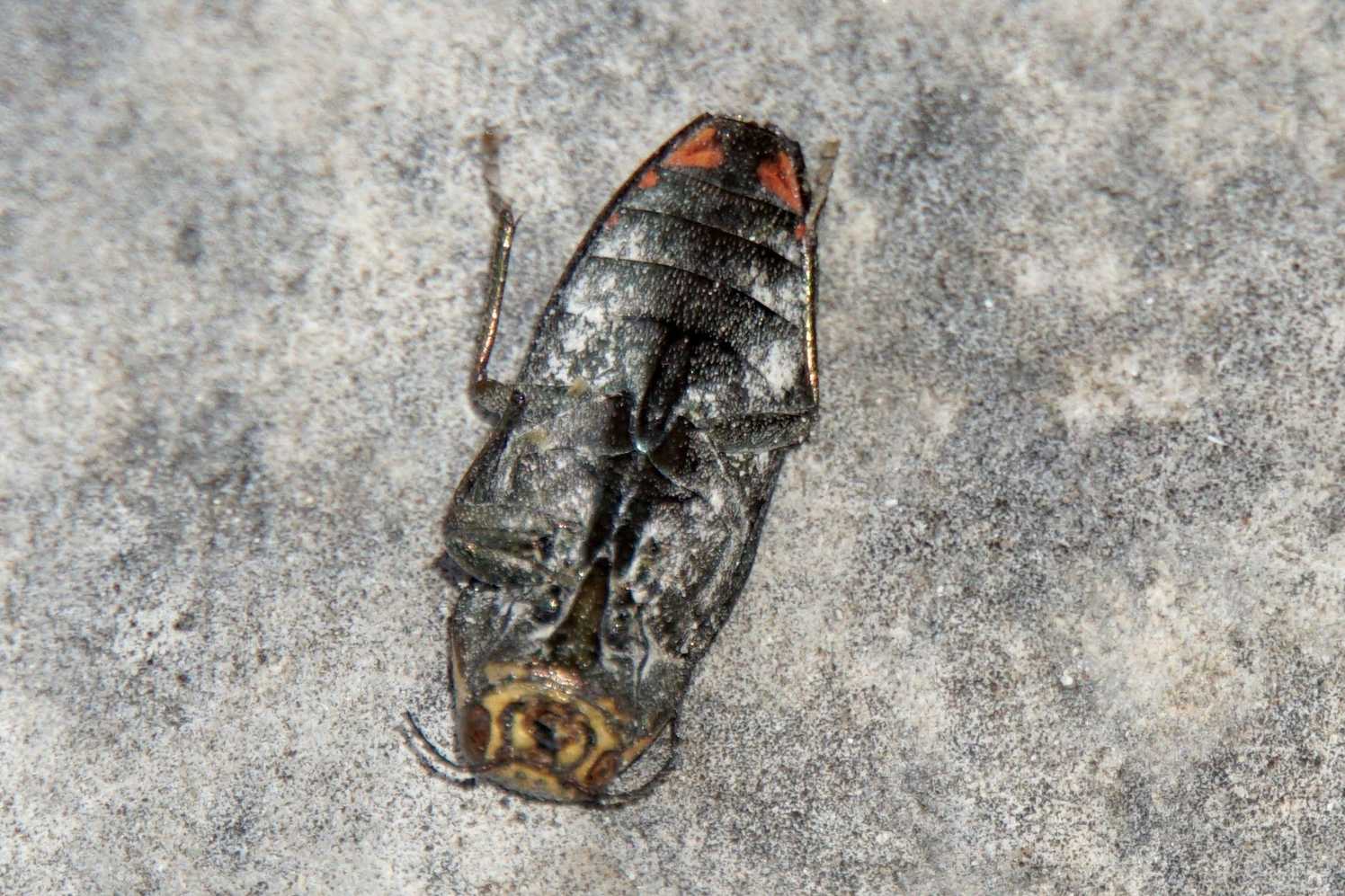 Buprestis dalmatina