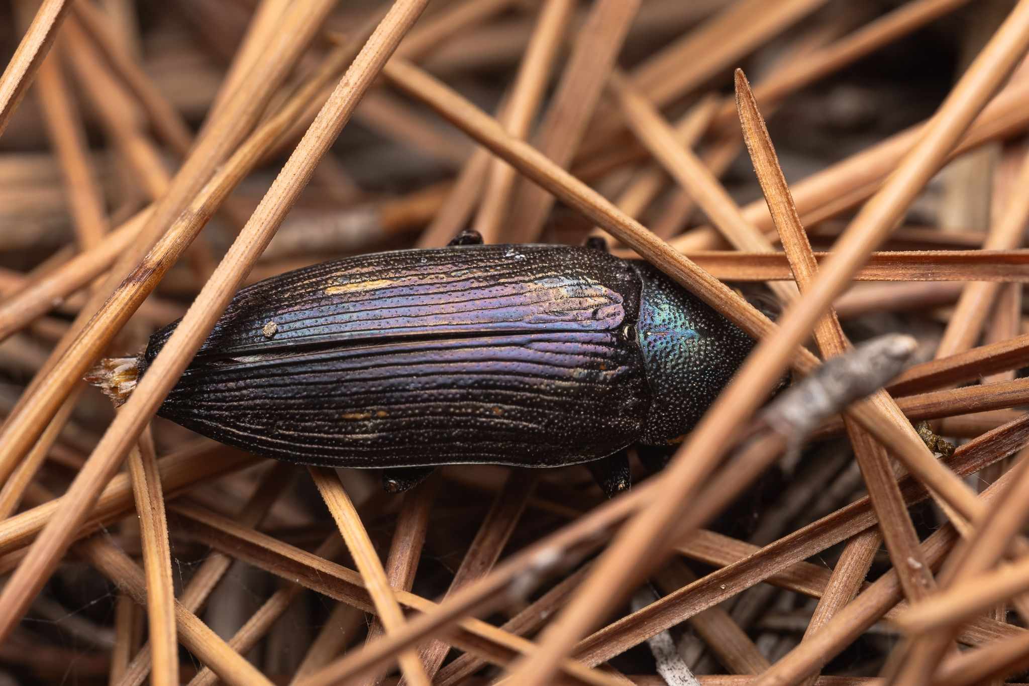 Buprestis dalmatina