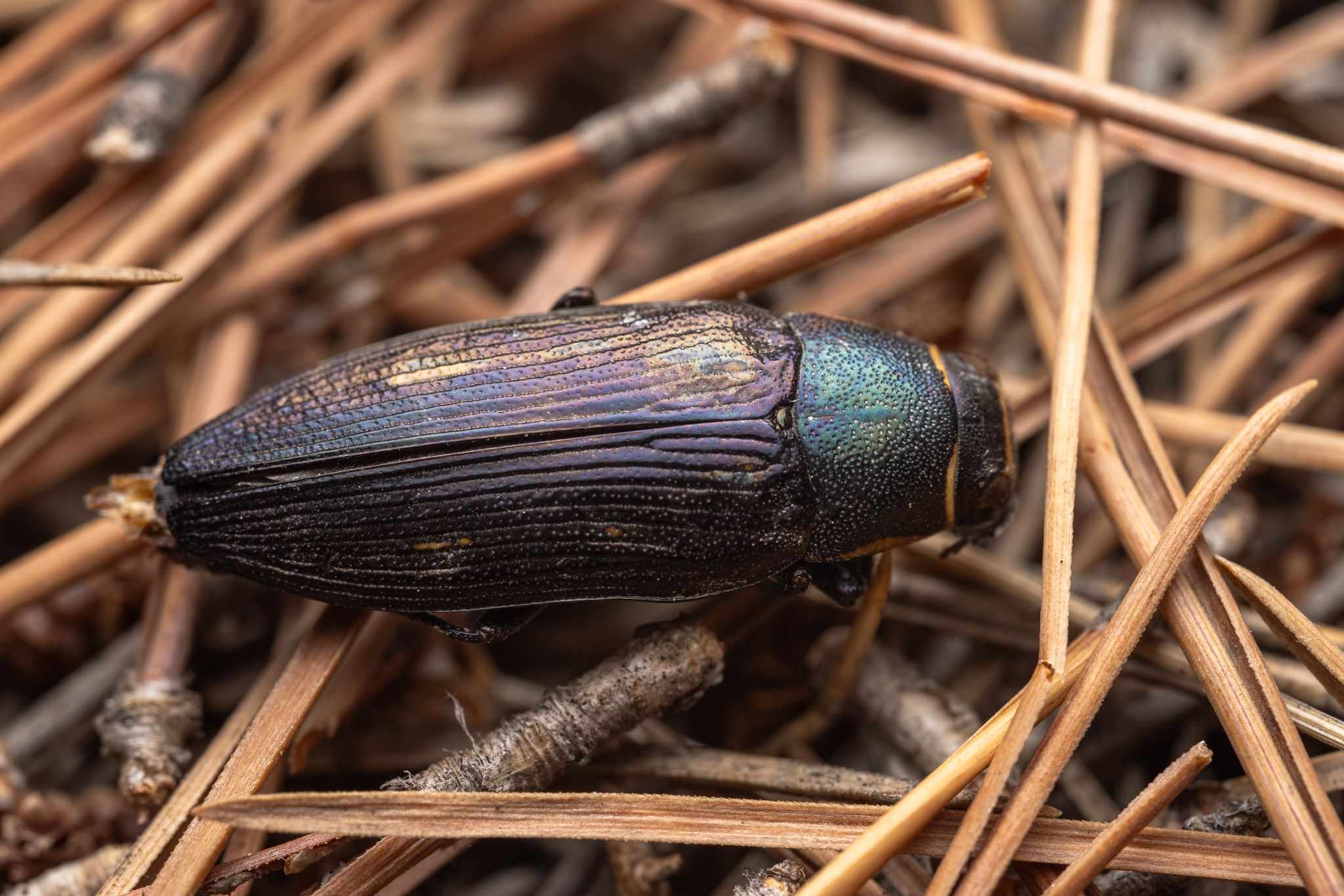 Buprestis dalmatina