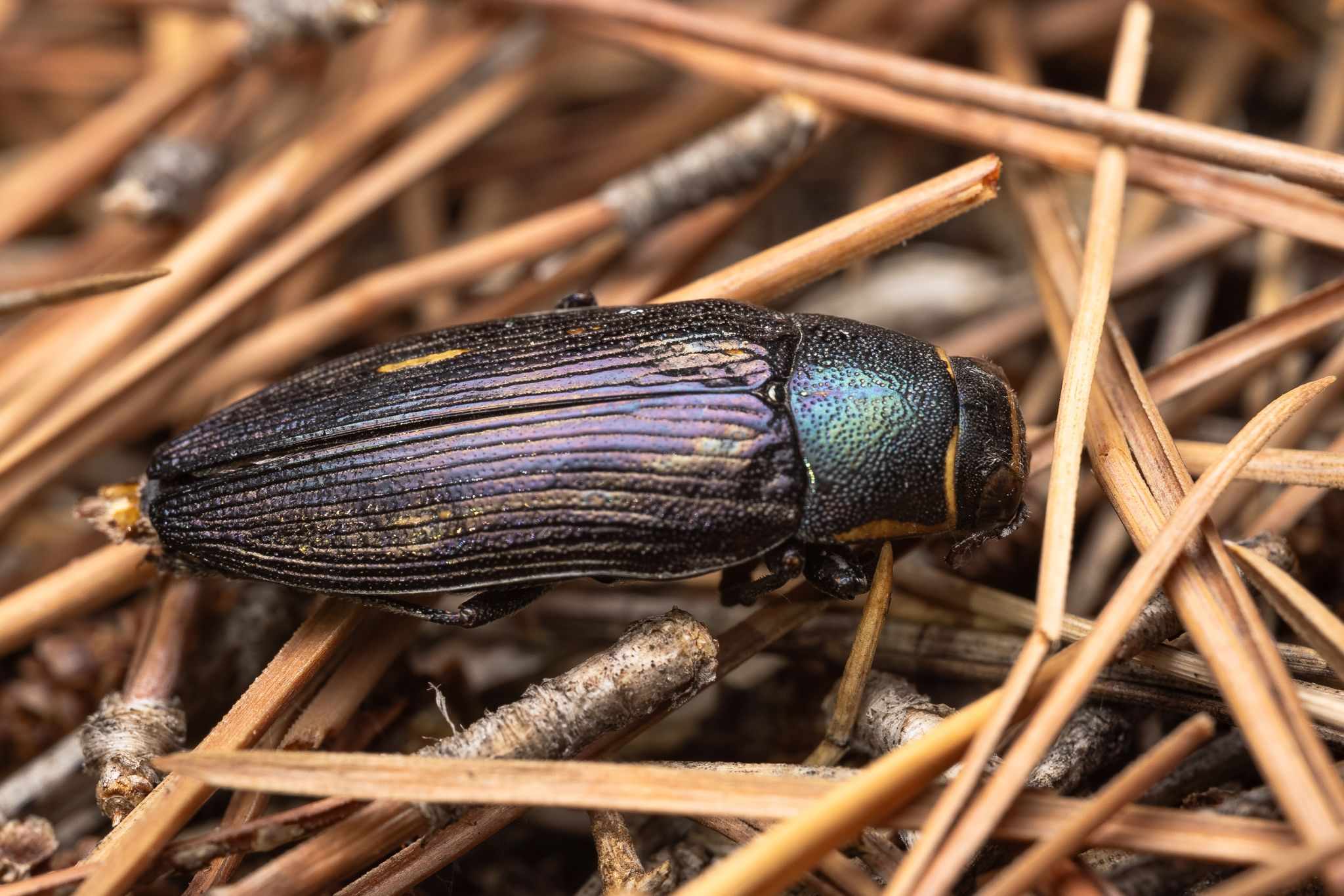 Buprestis dalmatina