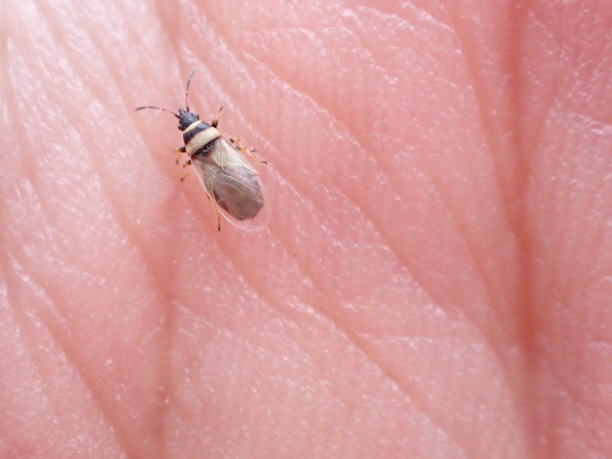 Oxycarenus pallens