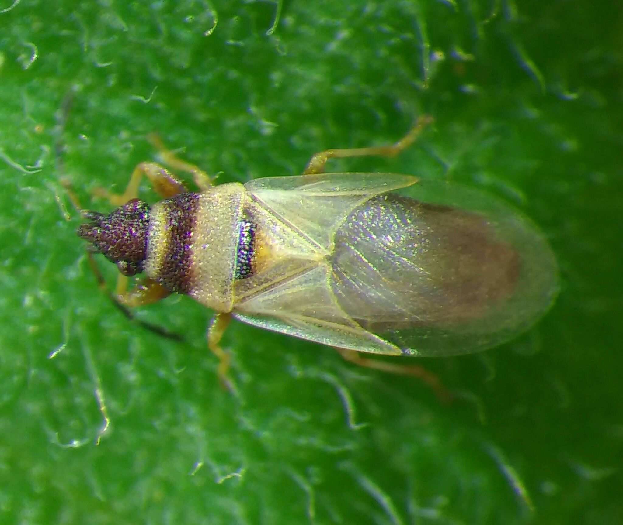 Oxycarenus pallens
