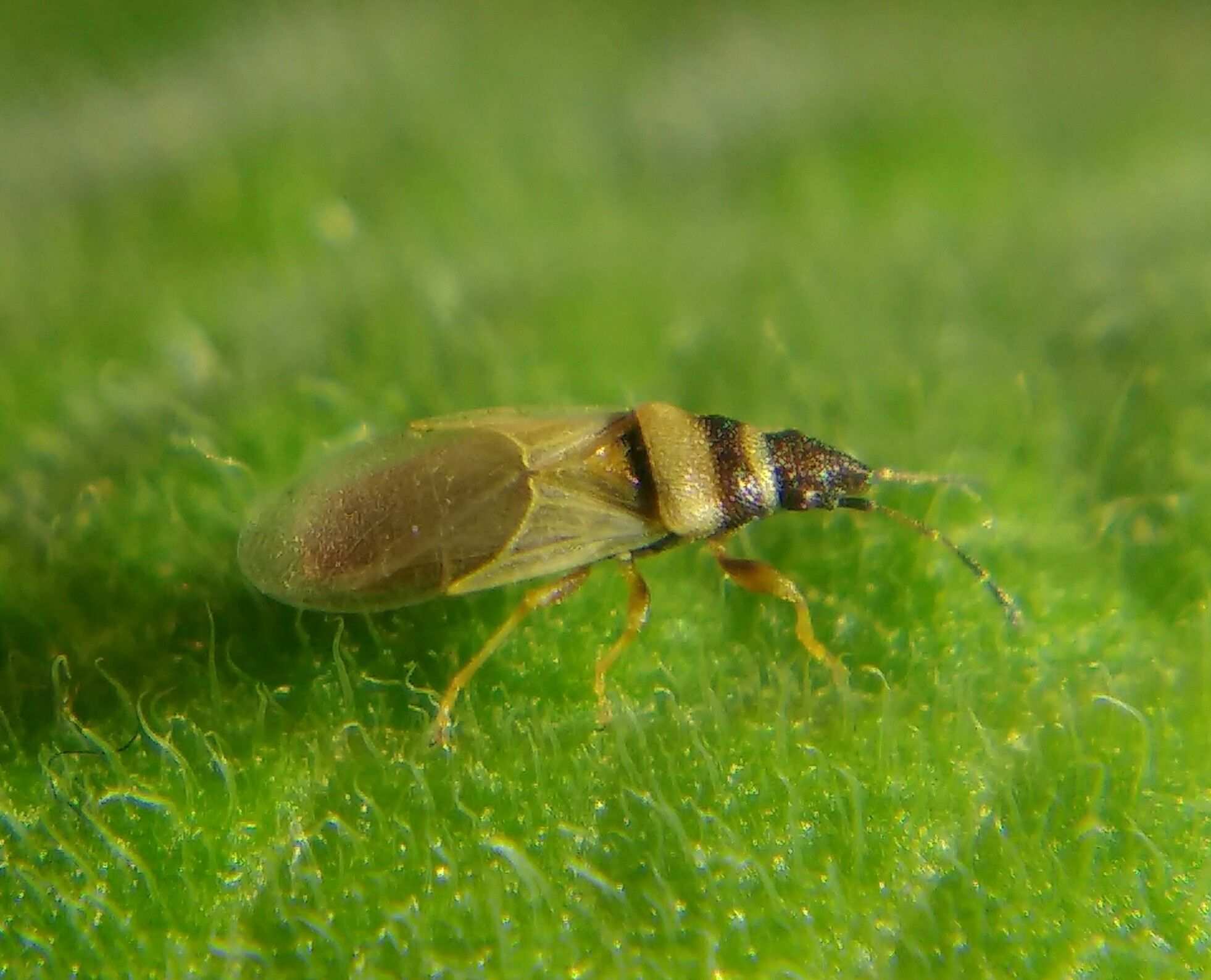 Oxycarenus pallens
