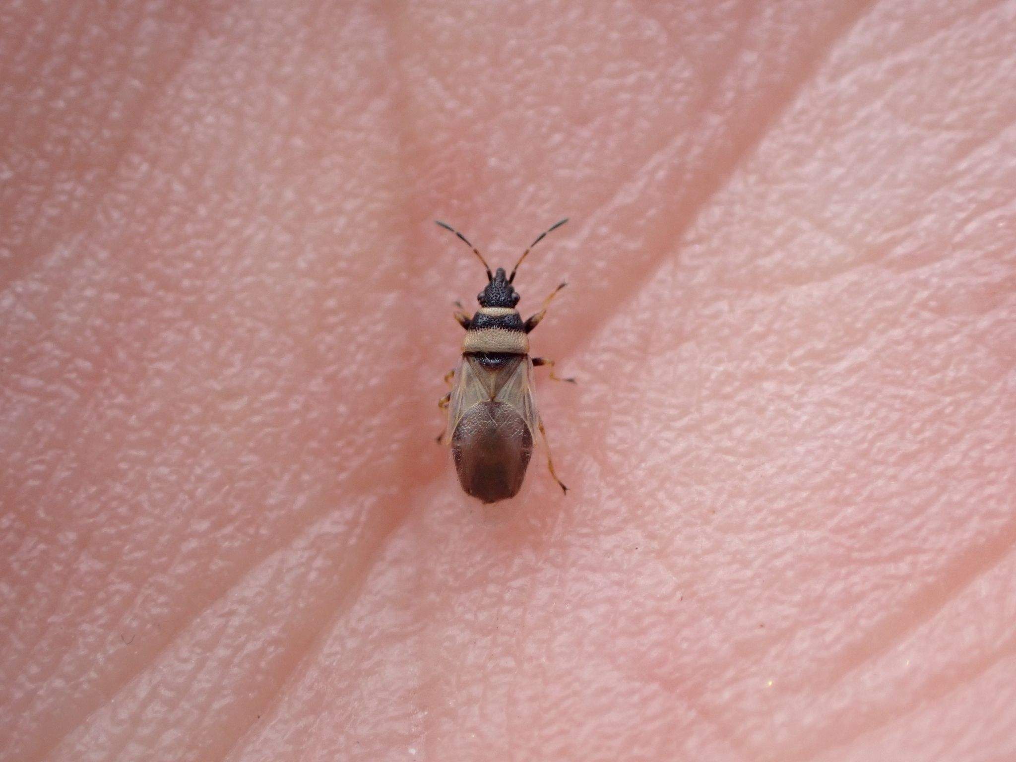 Oxycarenus pallens