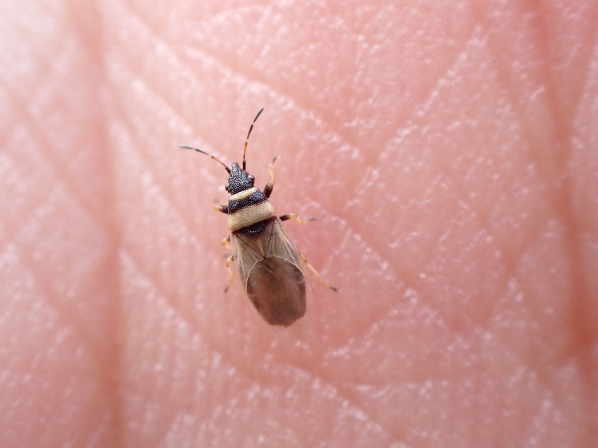 Oxycarenus pallens