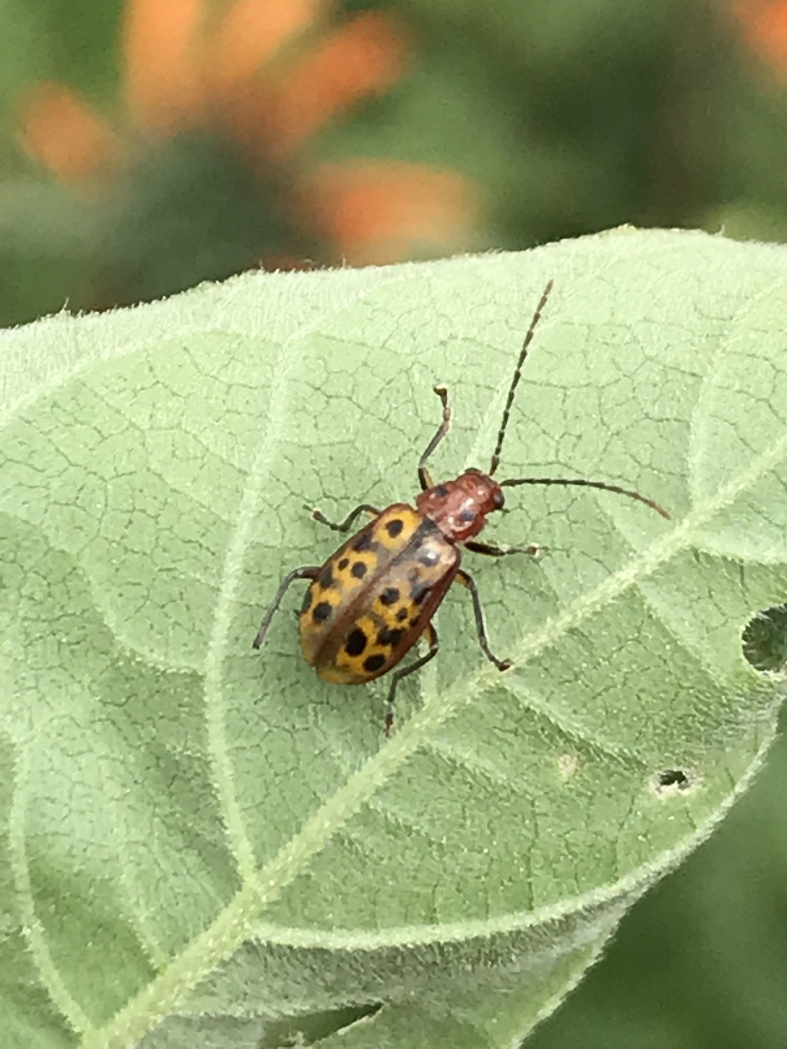 Isotes multipunctata