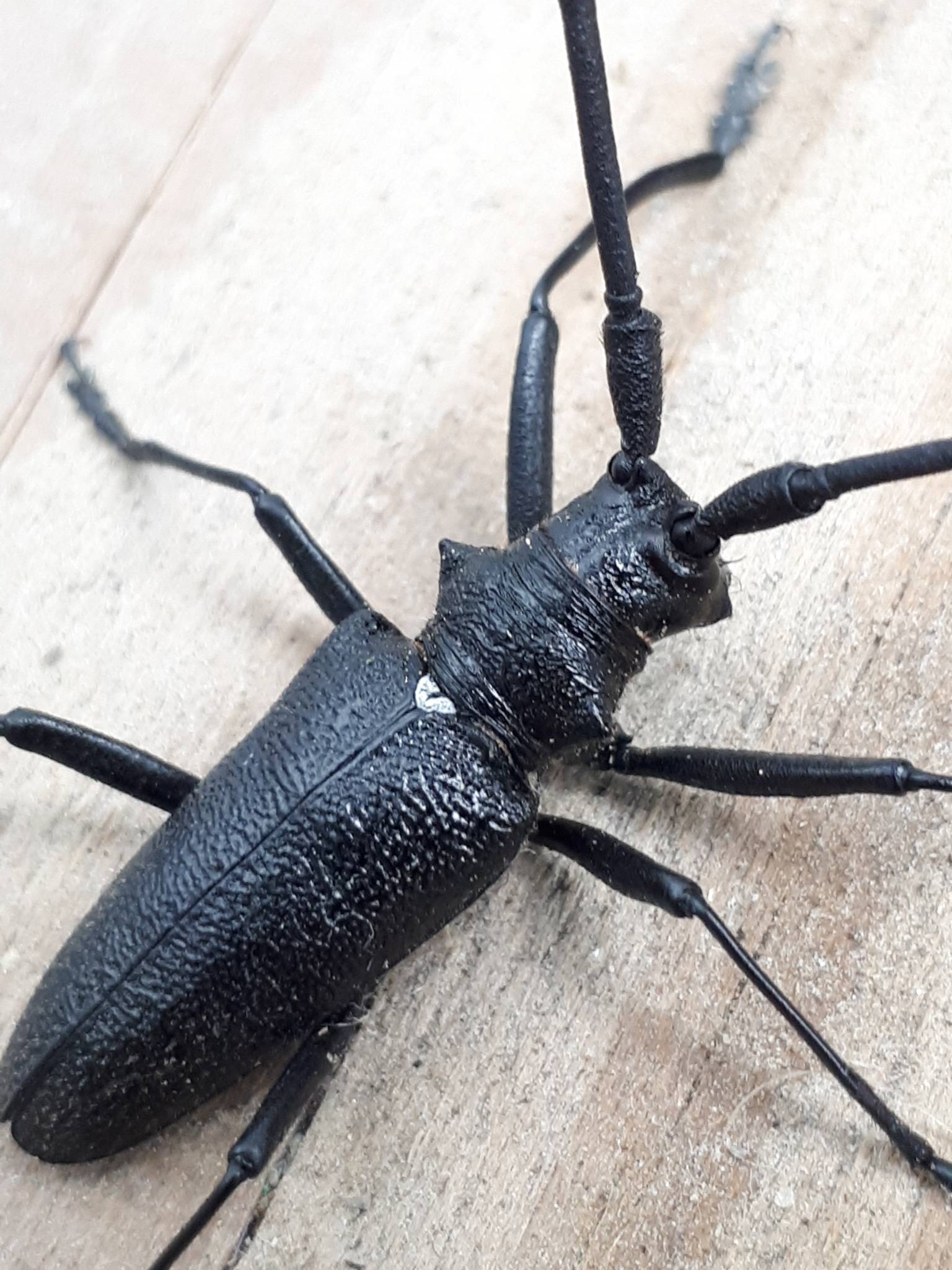 Monochamus scutellatus