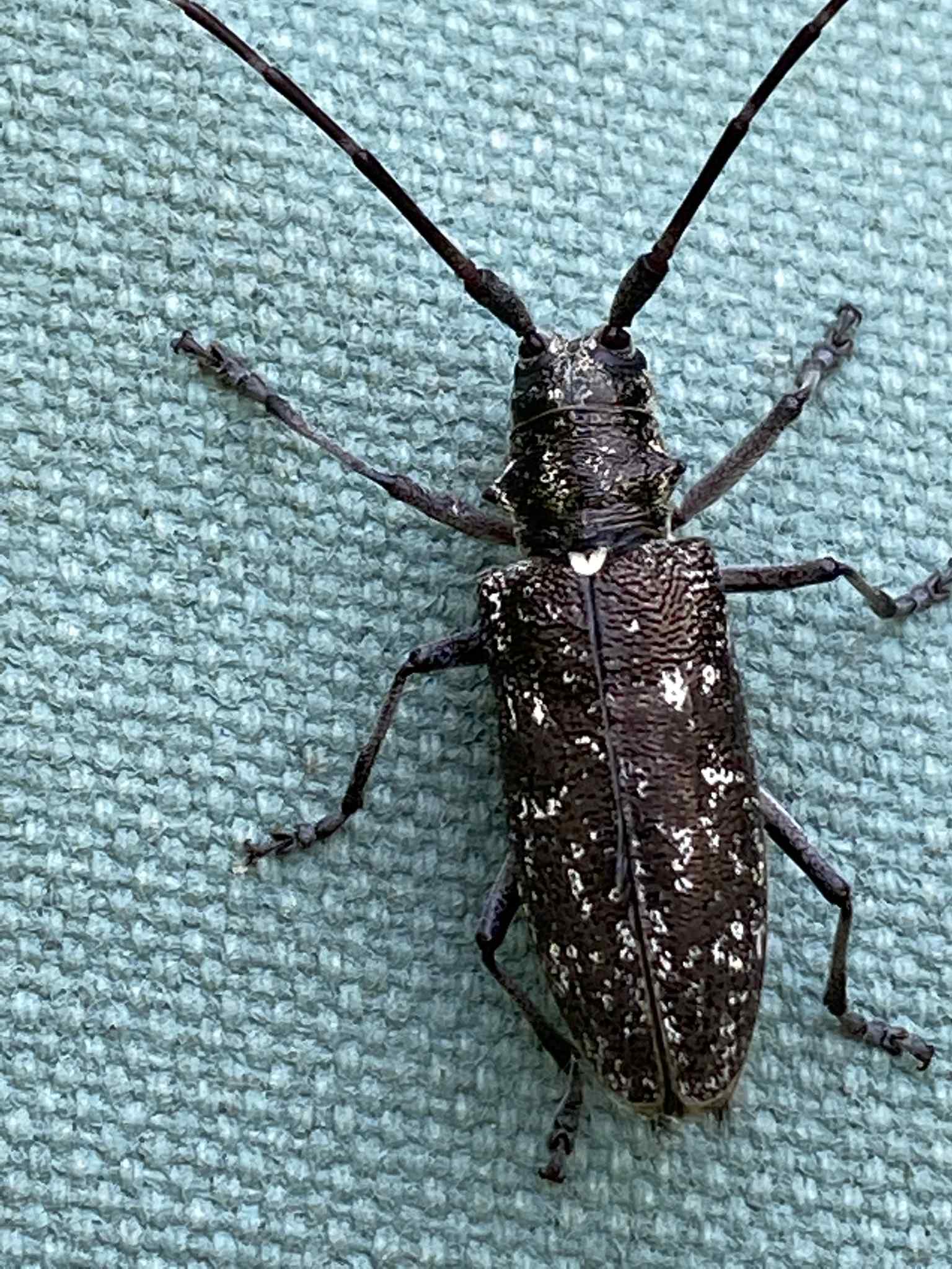 Monochamus scutellatus