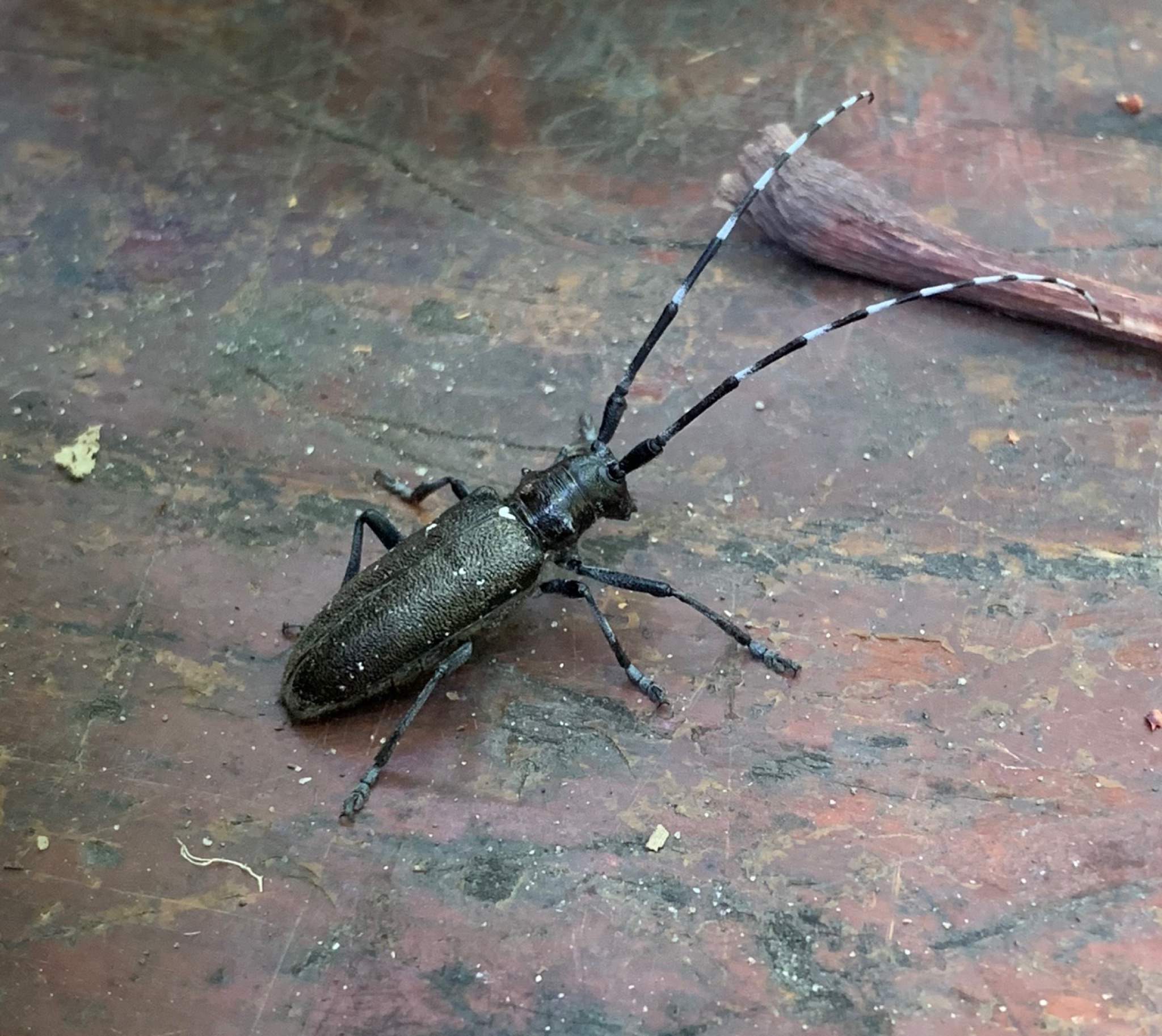 Monochamus scutellatus
