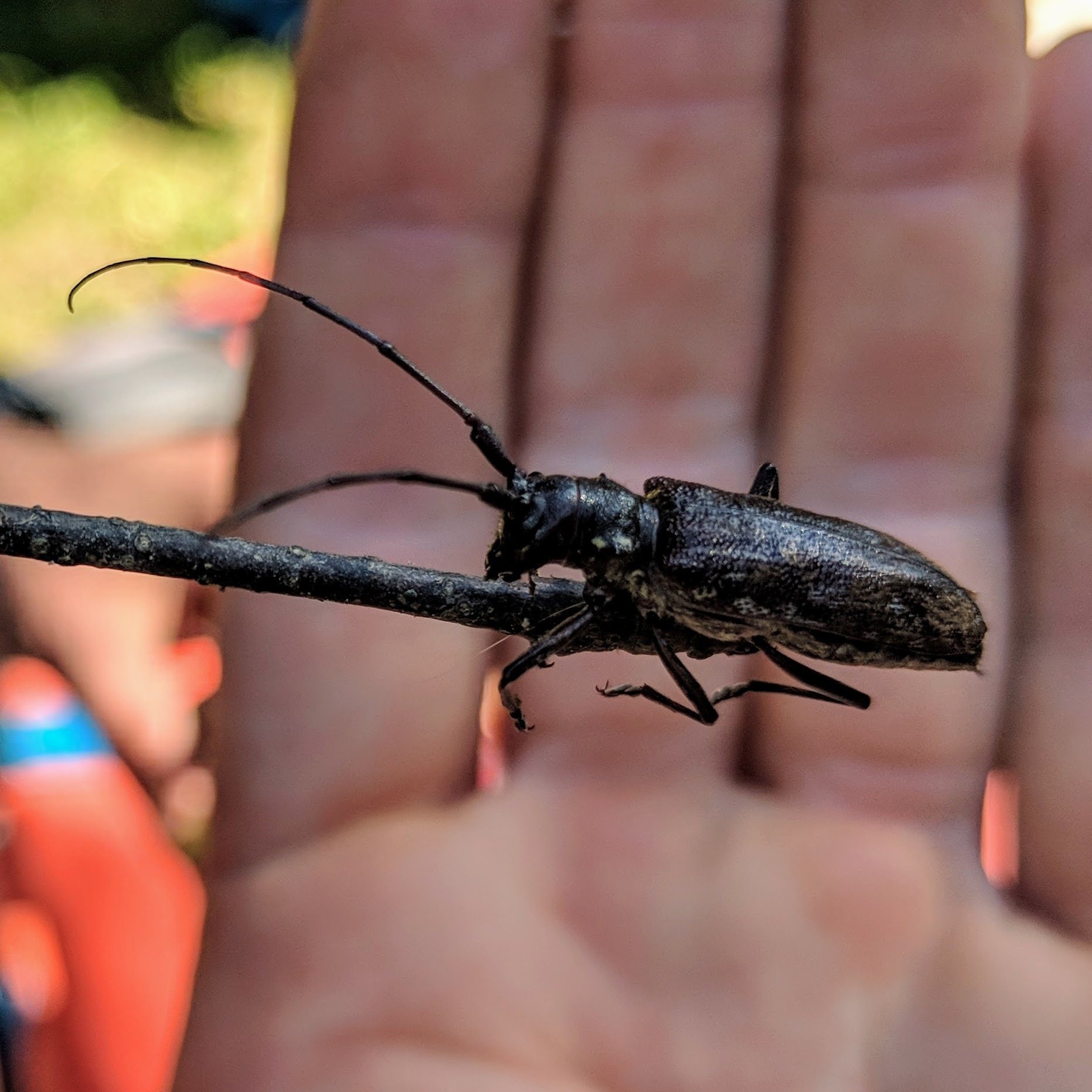 Monochamus scutellatus