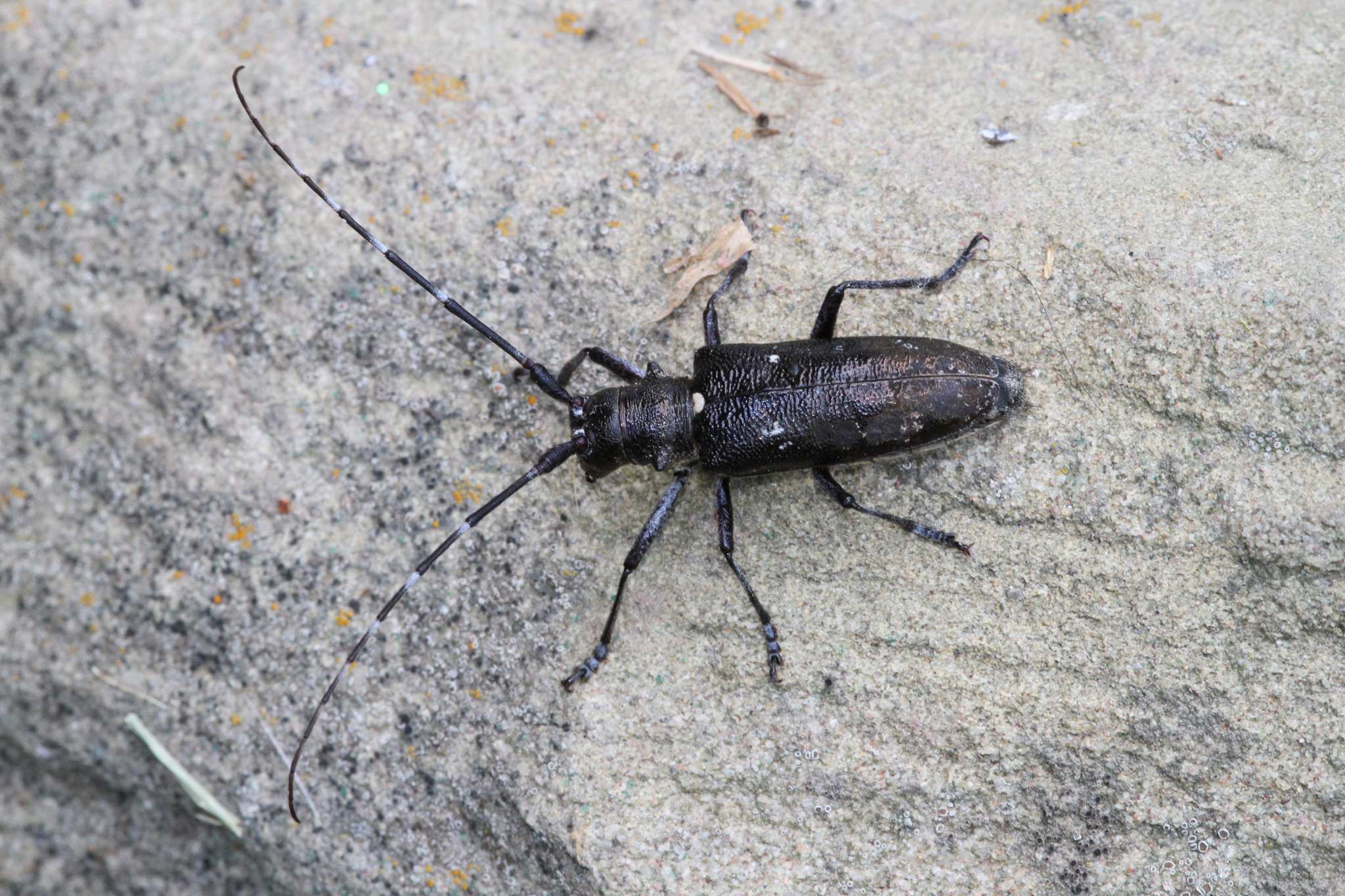 Monochamus scutellatus