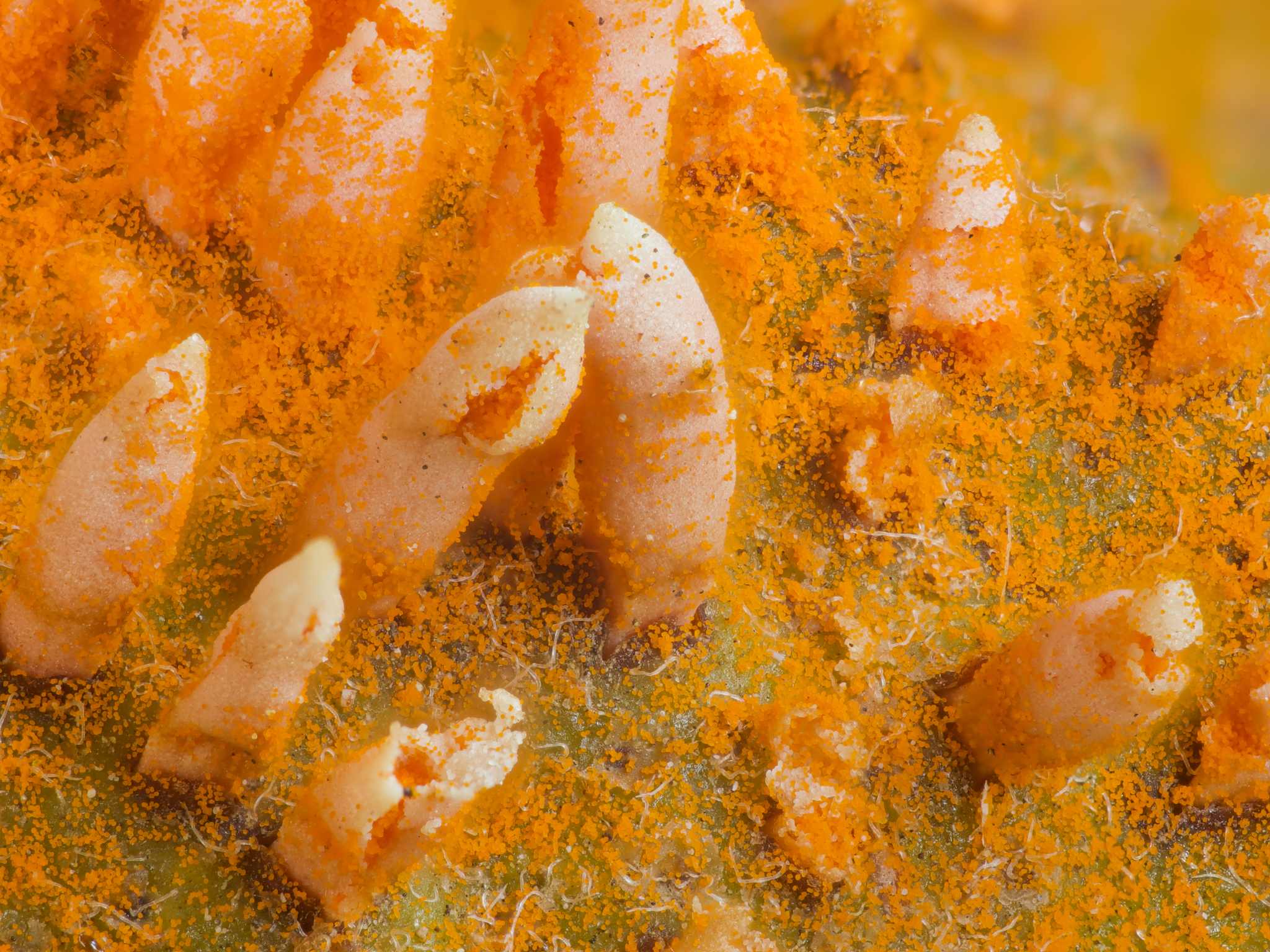 Gymnosporangium clavipes