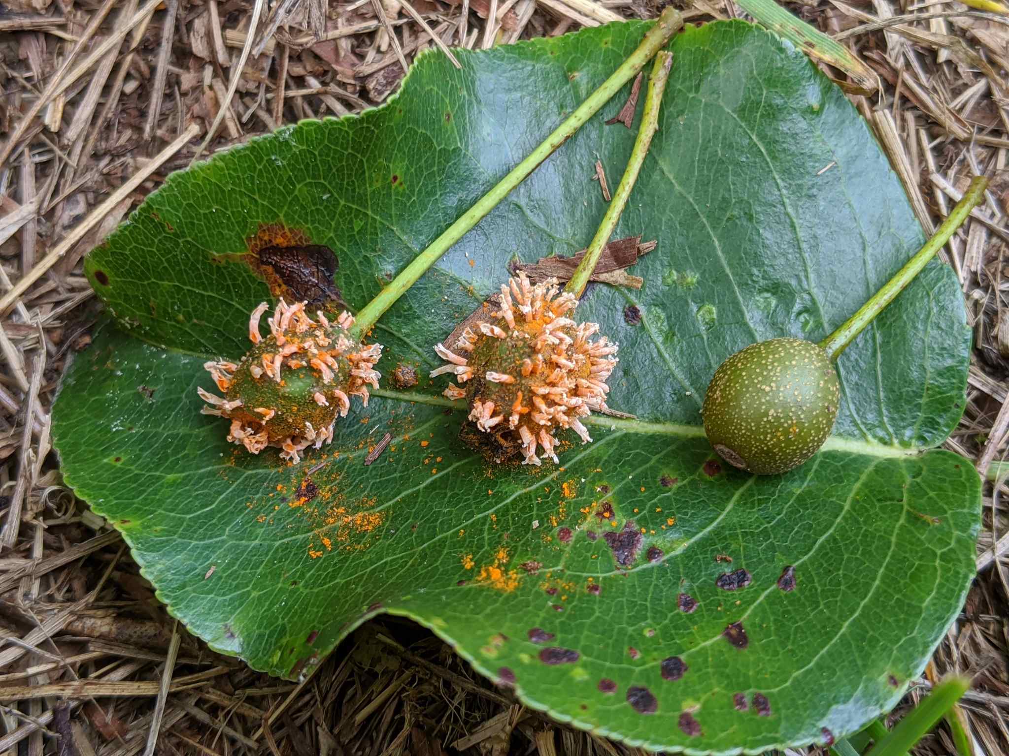 Gymnosporangium clavipes