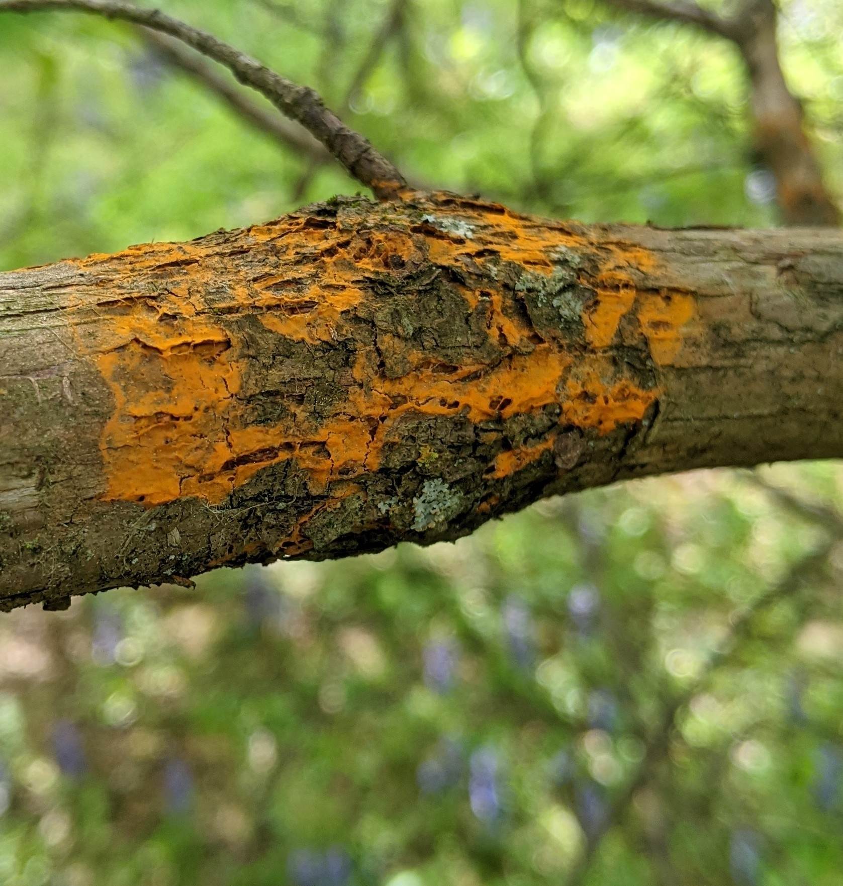 Gymnosporangium clavipes