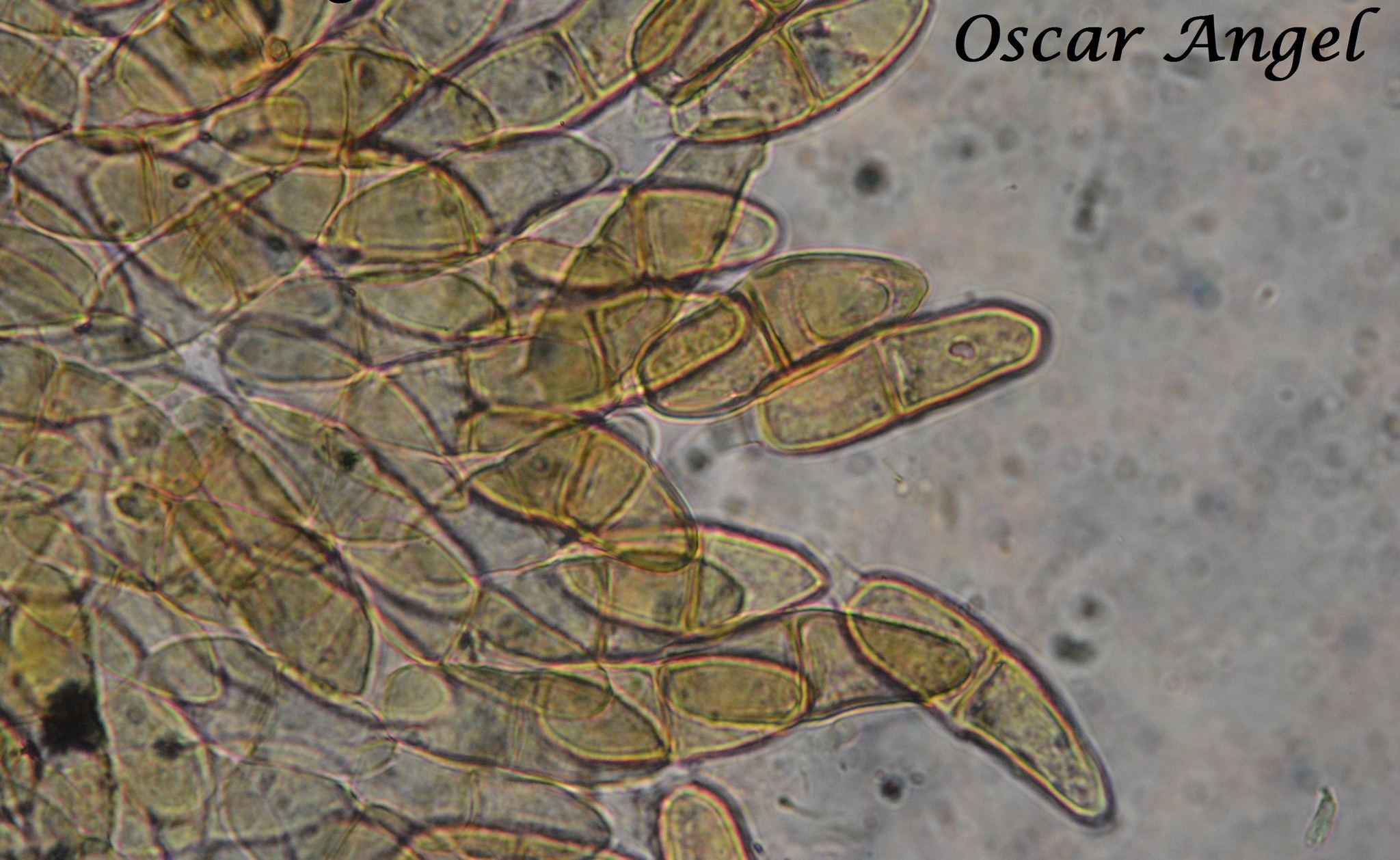 Gymnosporangium clavipes