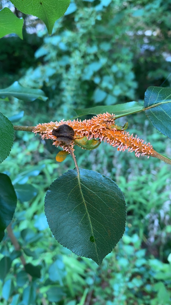 Gymnosporangium clavipes