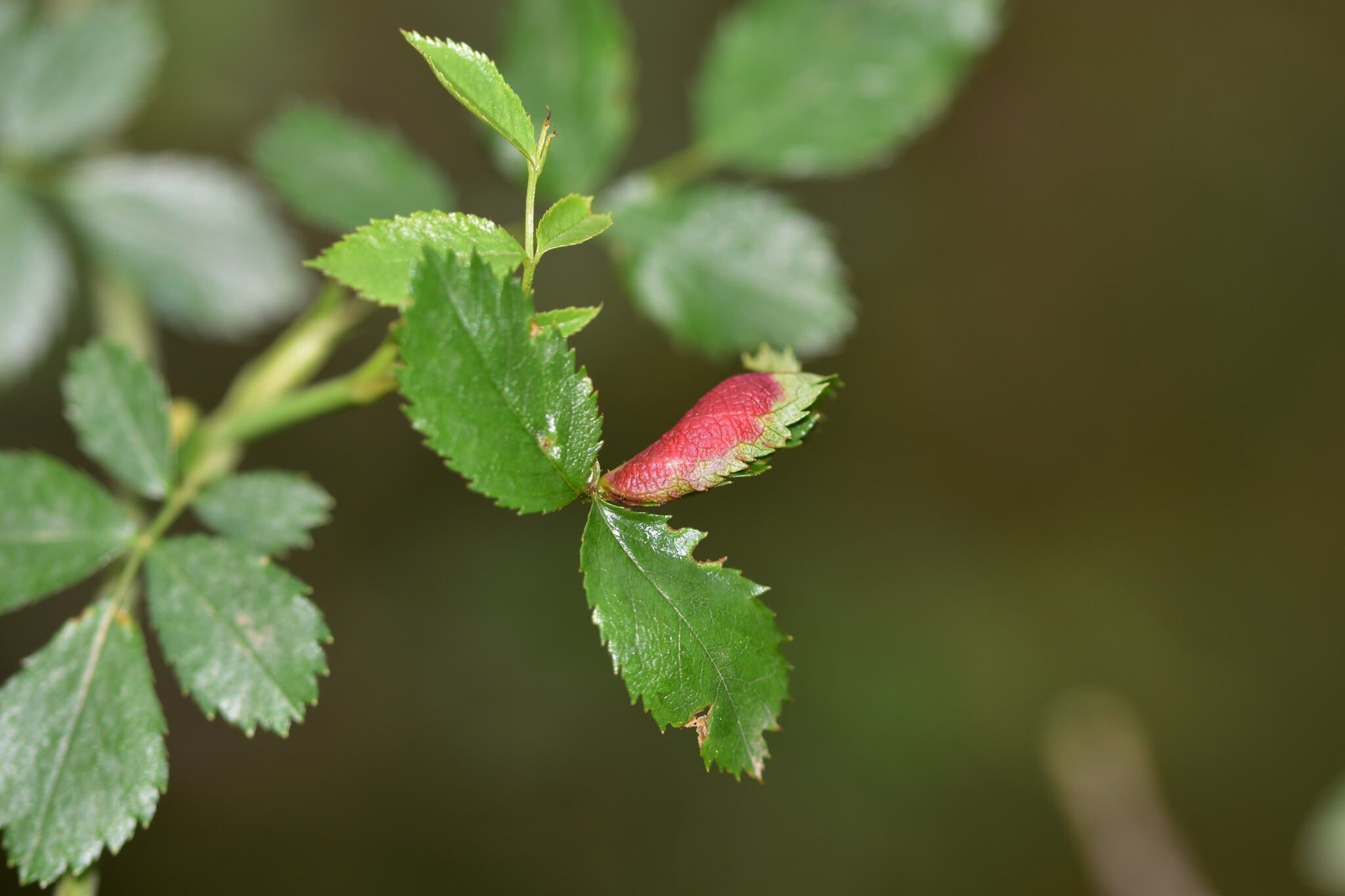 Dasineura rosae