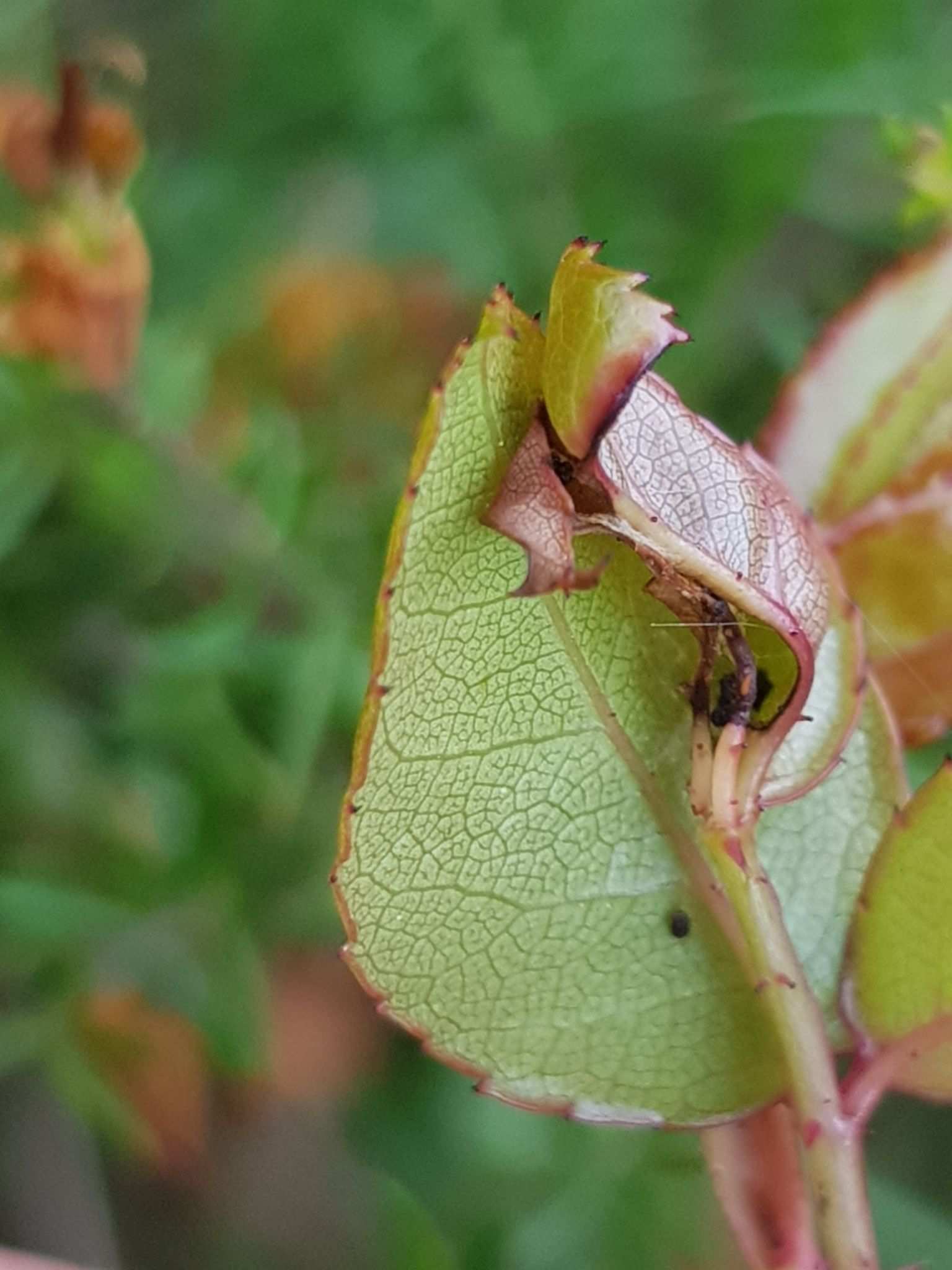 Dasineura rosae