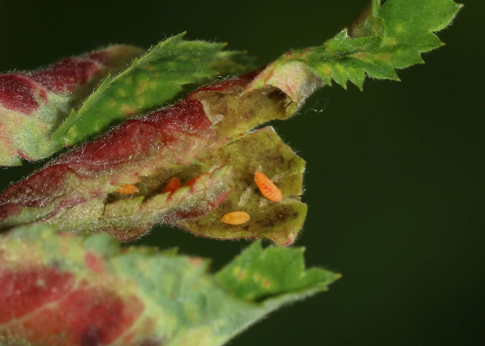Dasineura rosae