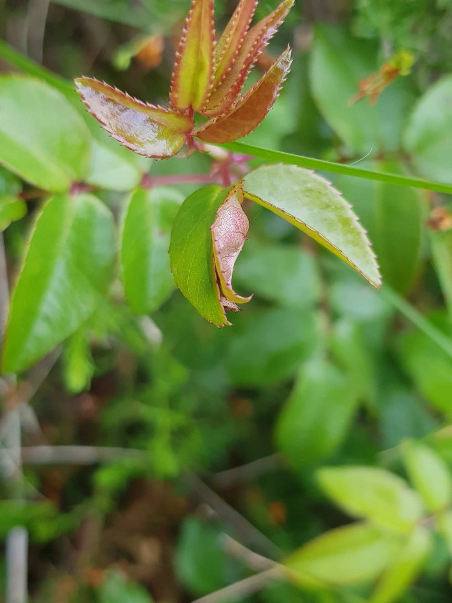 Dasineura rosae