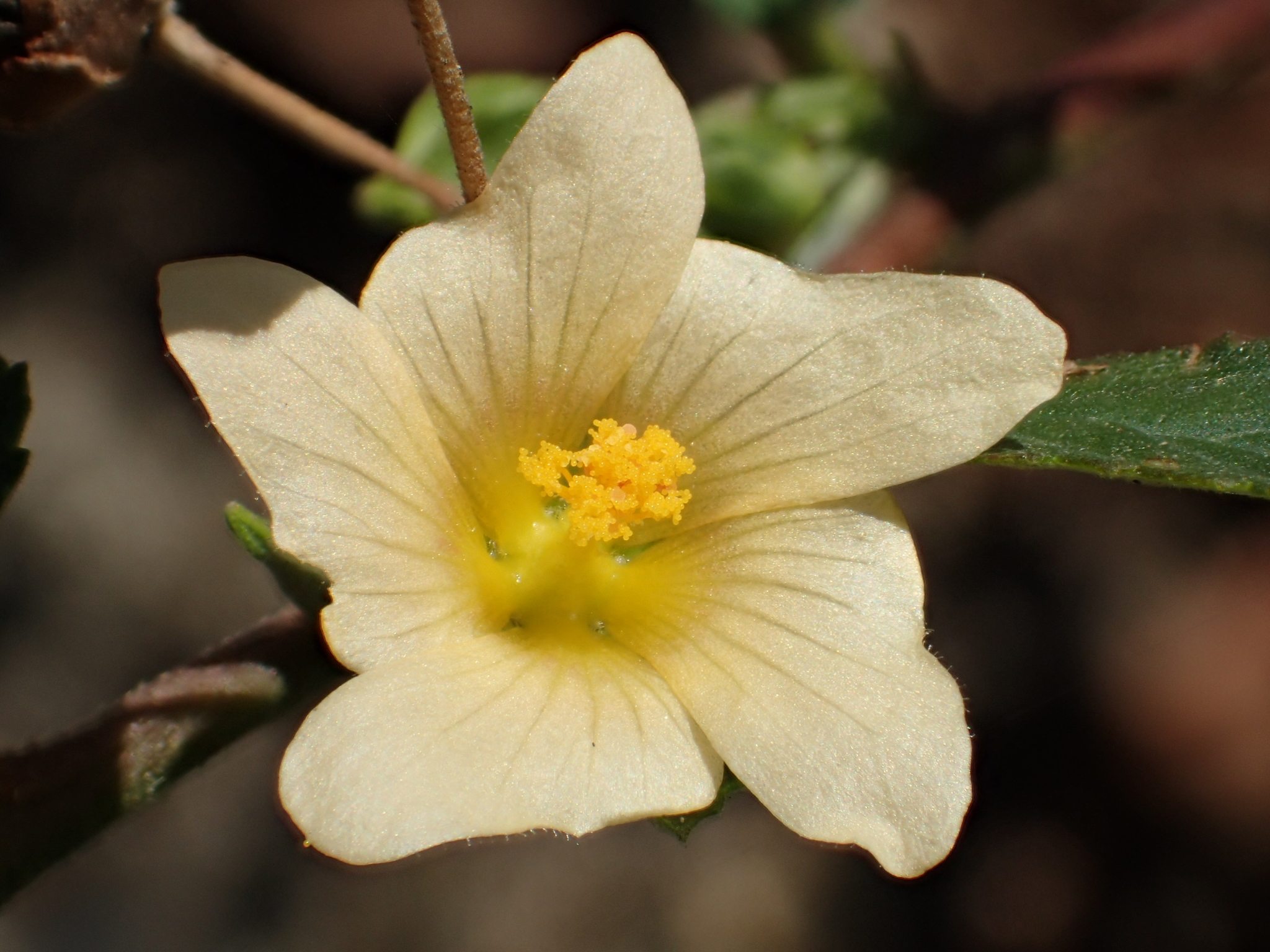 Sida rhombifolia