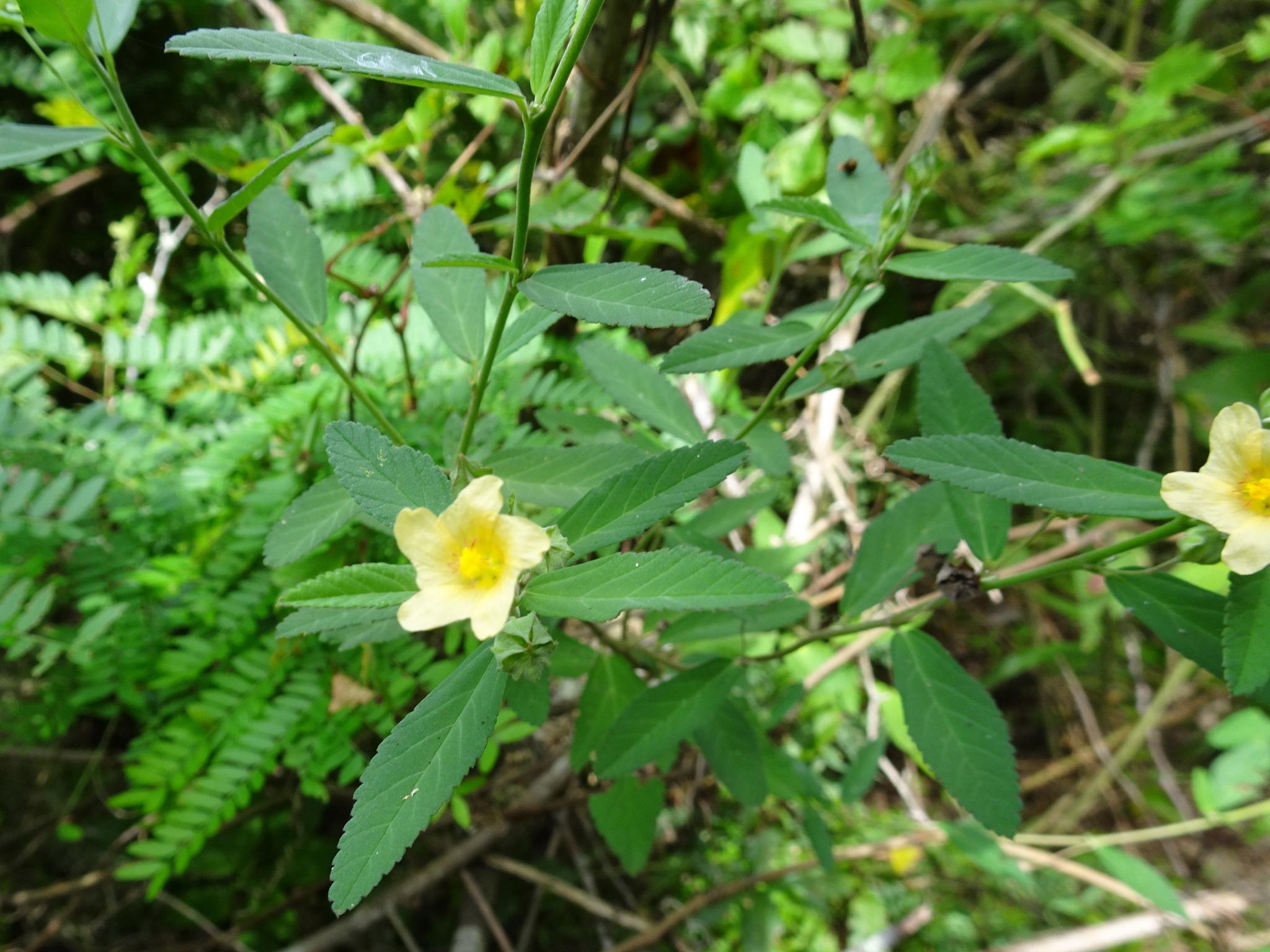 Sida rhombifolia