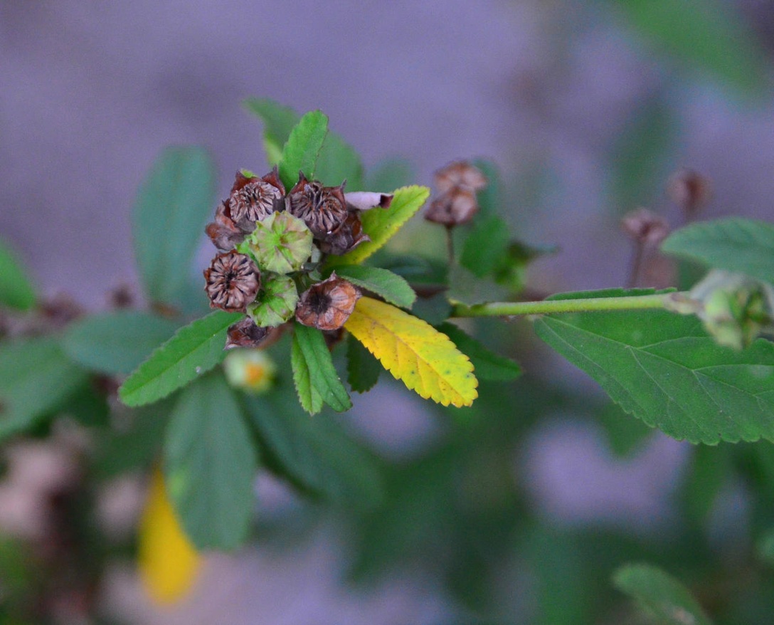 Sida rhombifolia