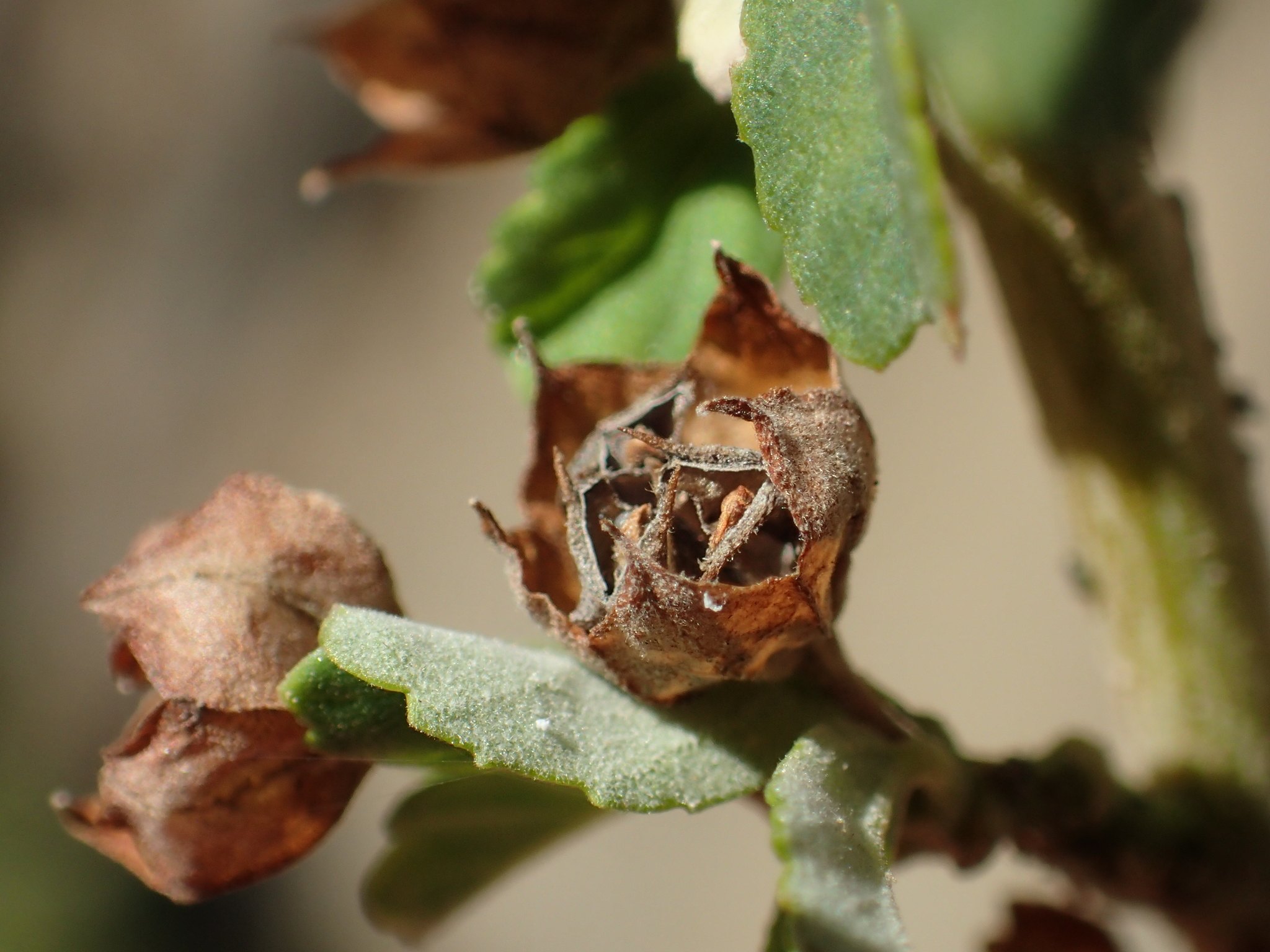 Sida rhombifolia