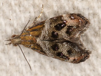 Tebenna micalis